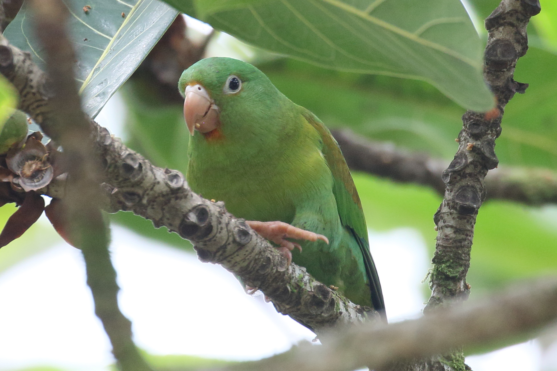 toui_a_menton_d-or_-_brotogeris_jugularis1bd