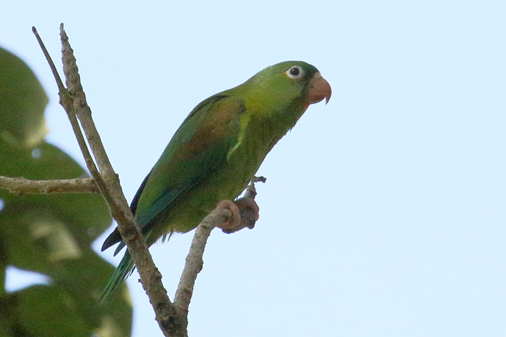 toui_a_menton_d-or_-_brotogeris_jugularis2md