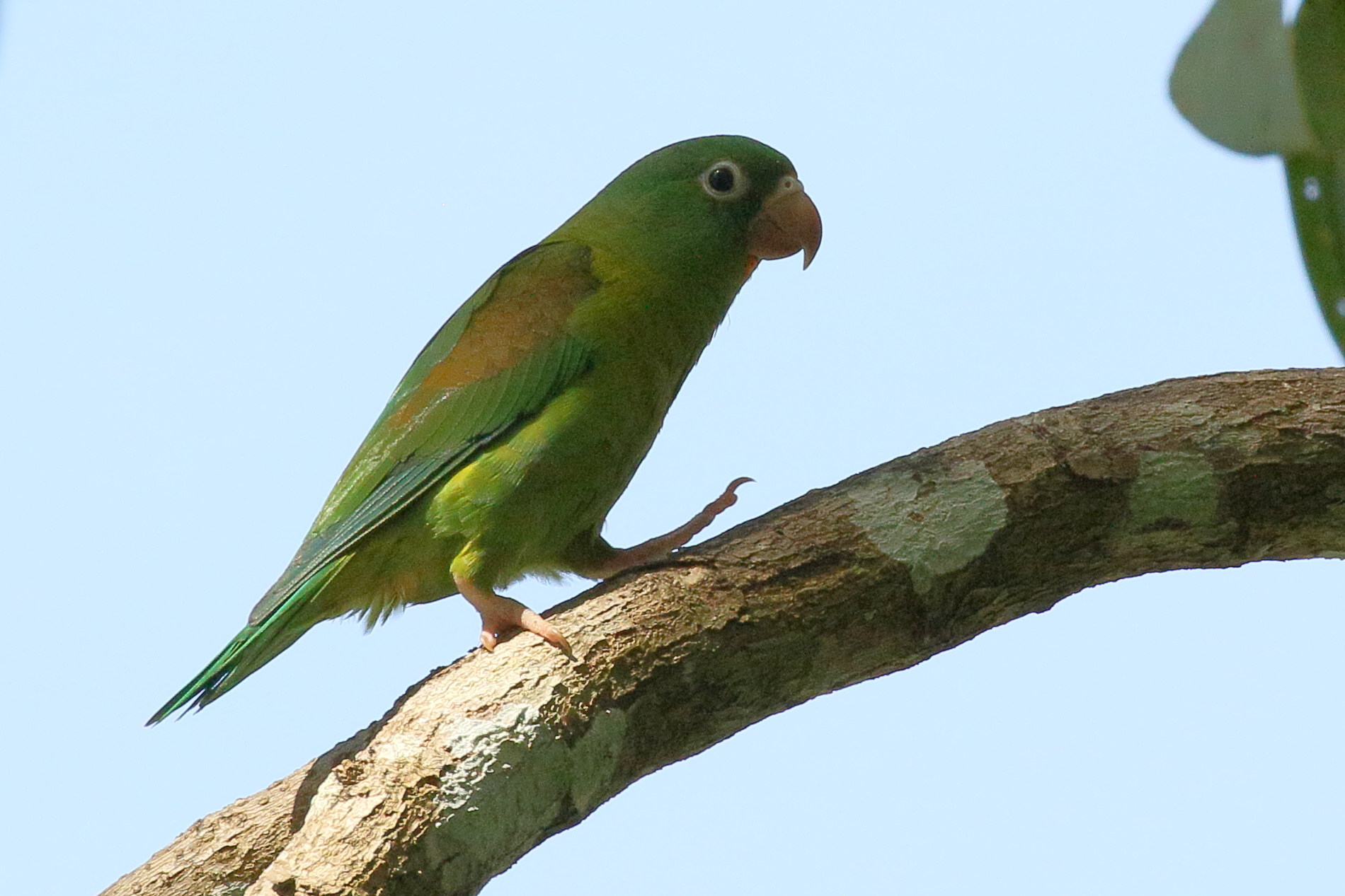 toui_a_menton_d-or_-_brotogeris_jugularis3bd