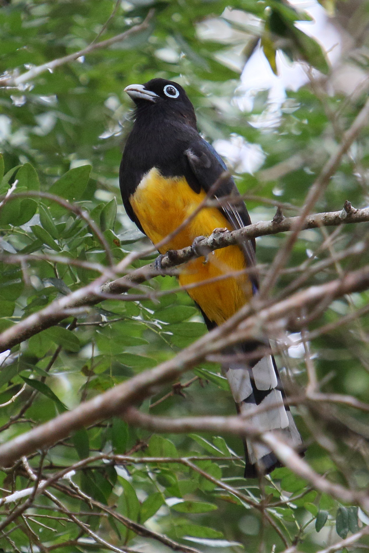 trogon_a_tete_noire_-_trogon_melanocephalus1md