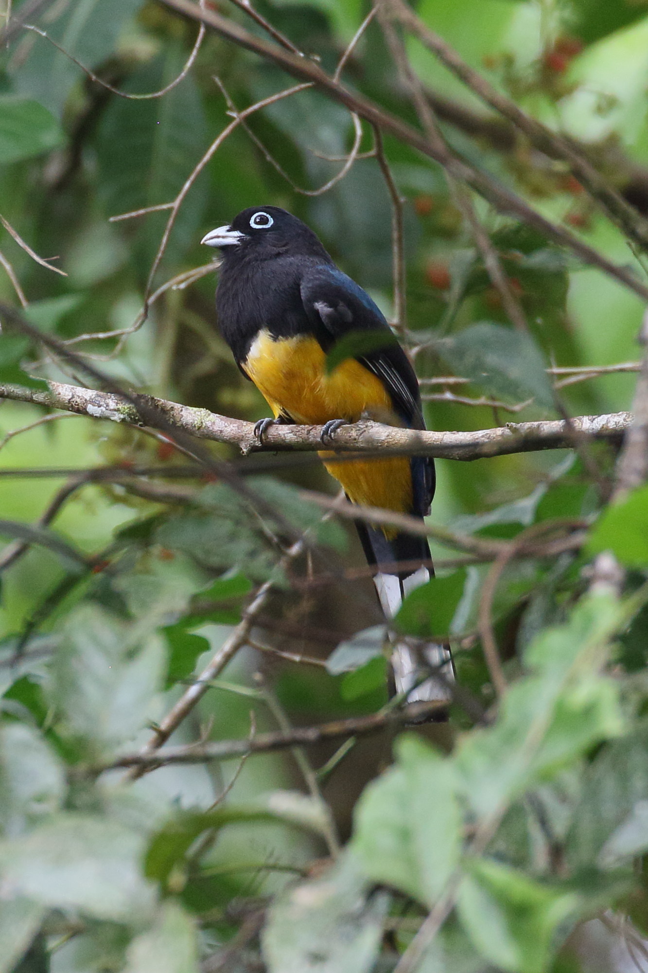 trogon_a_tete_noire_-_trogon_melanocephalus2bd