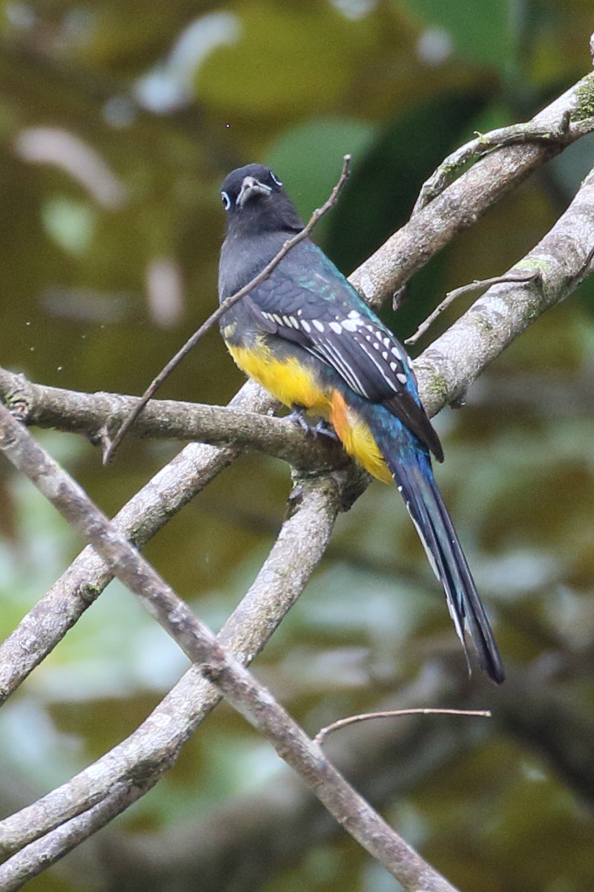 trogon_a_tete_noire_-_trogon_melanocephalus3bd