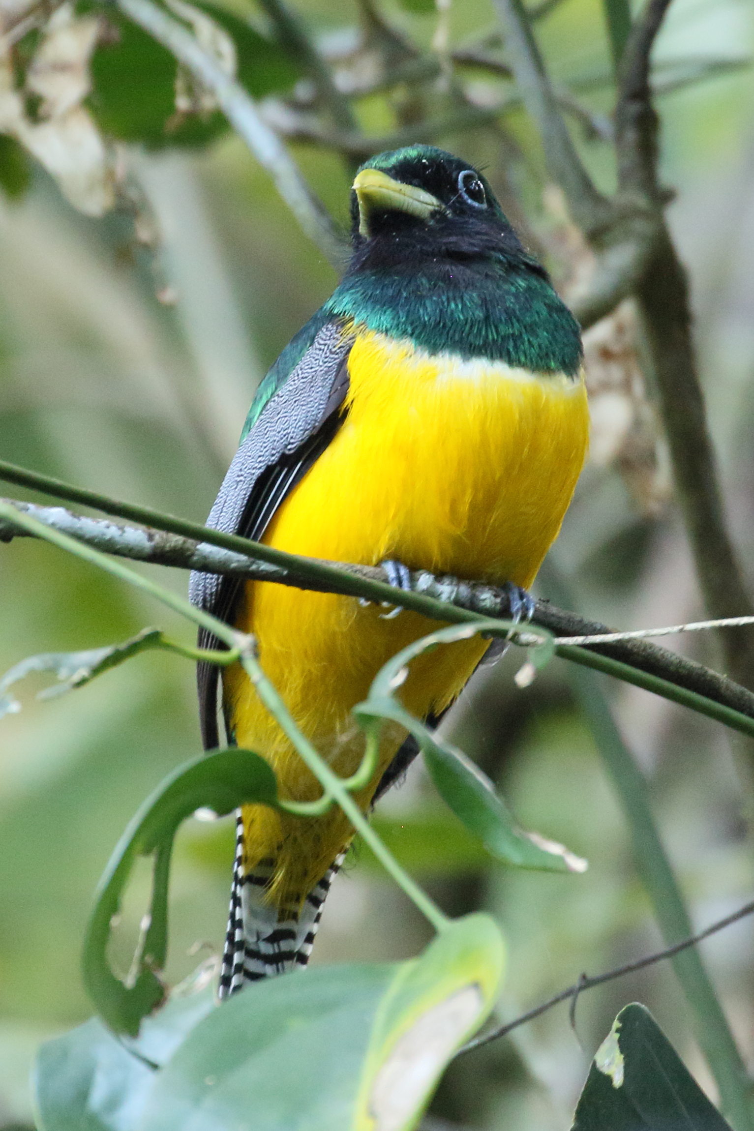 trogon_aurore_-_trogon_rufus1bd