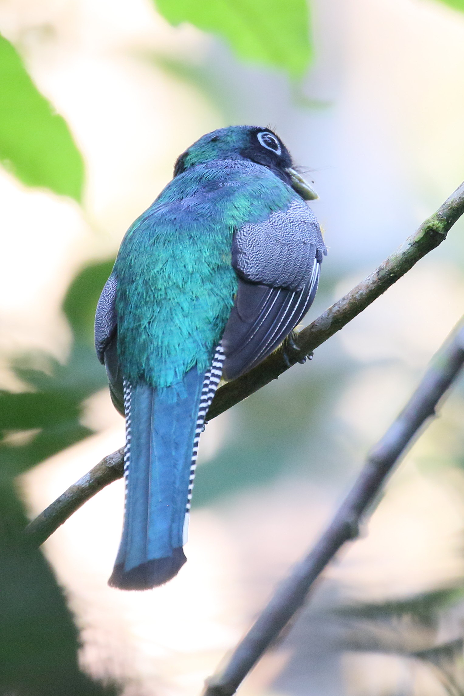 trogon_aurore_-_trogon_rufus2bd