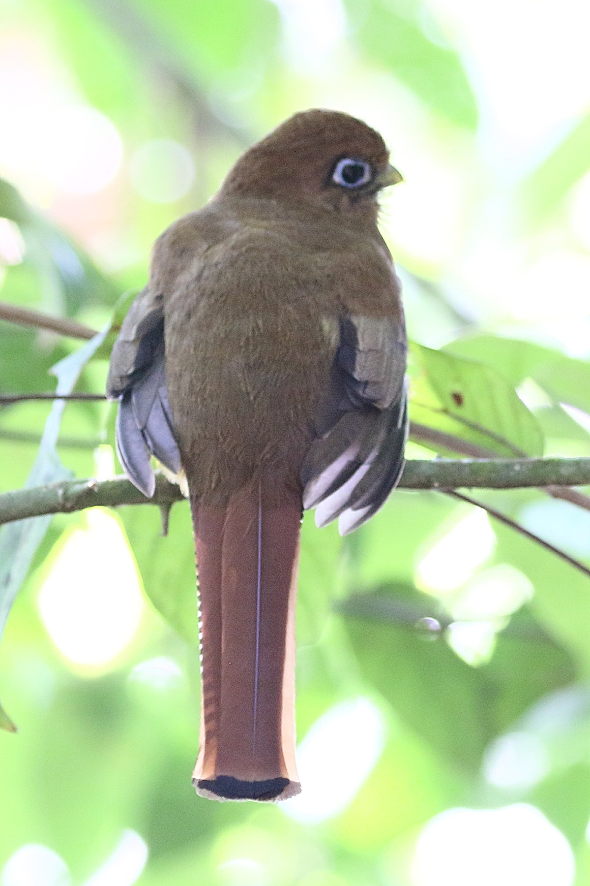 trogon_aurore_-_trogon_rufus3bd