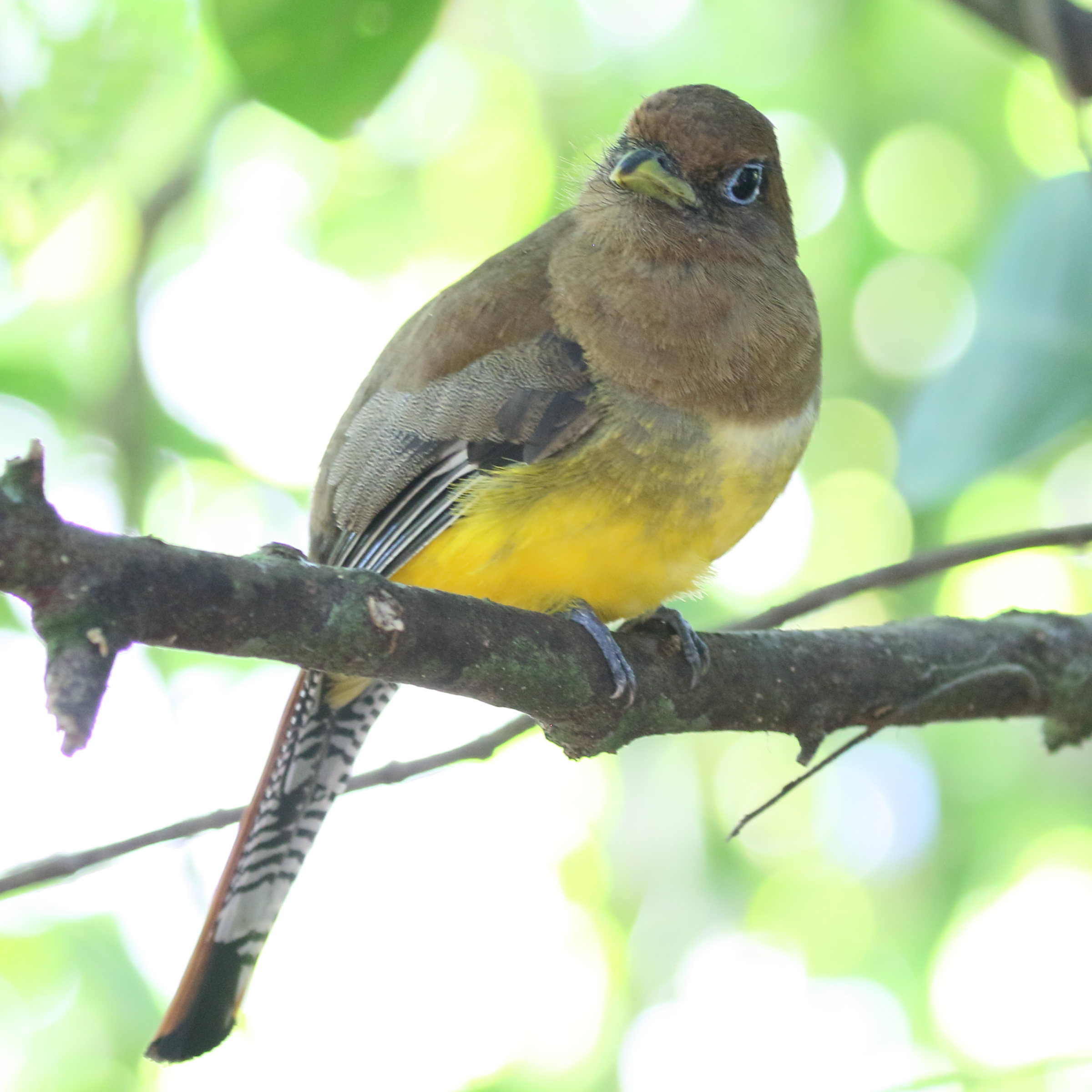 trogon_aurore_-_trogon_rufus4bd