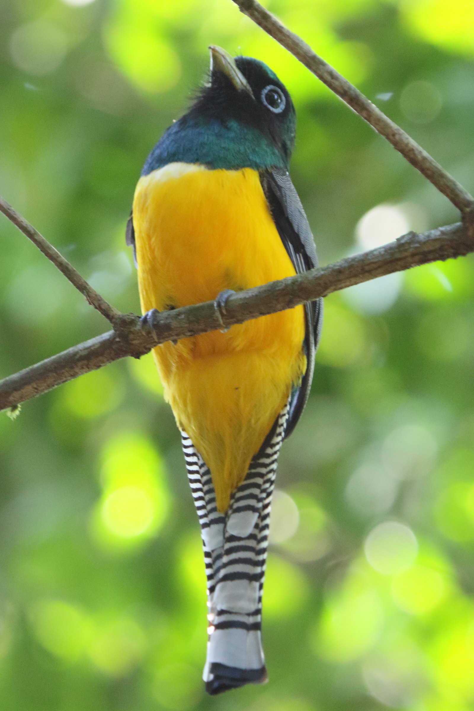 trogon_aurore_-_trogon_rufus5md