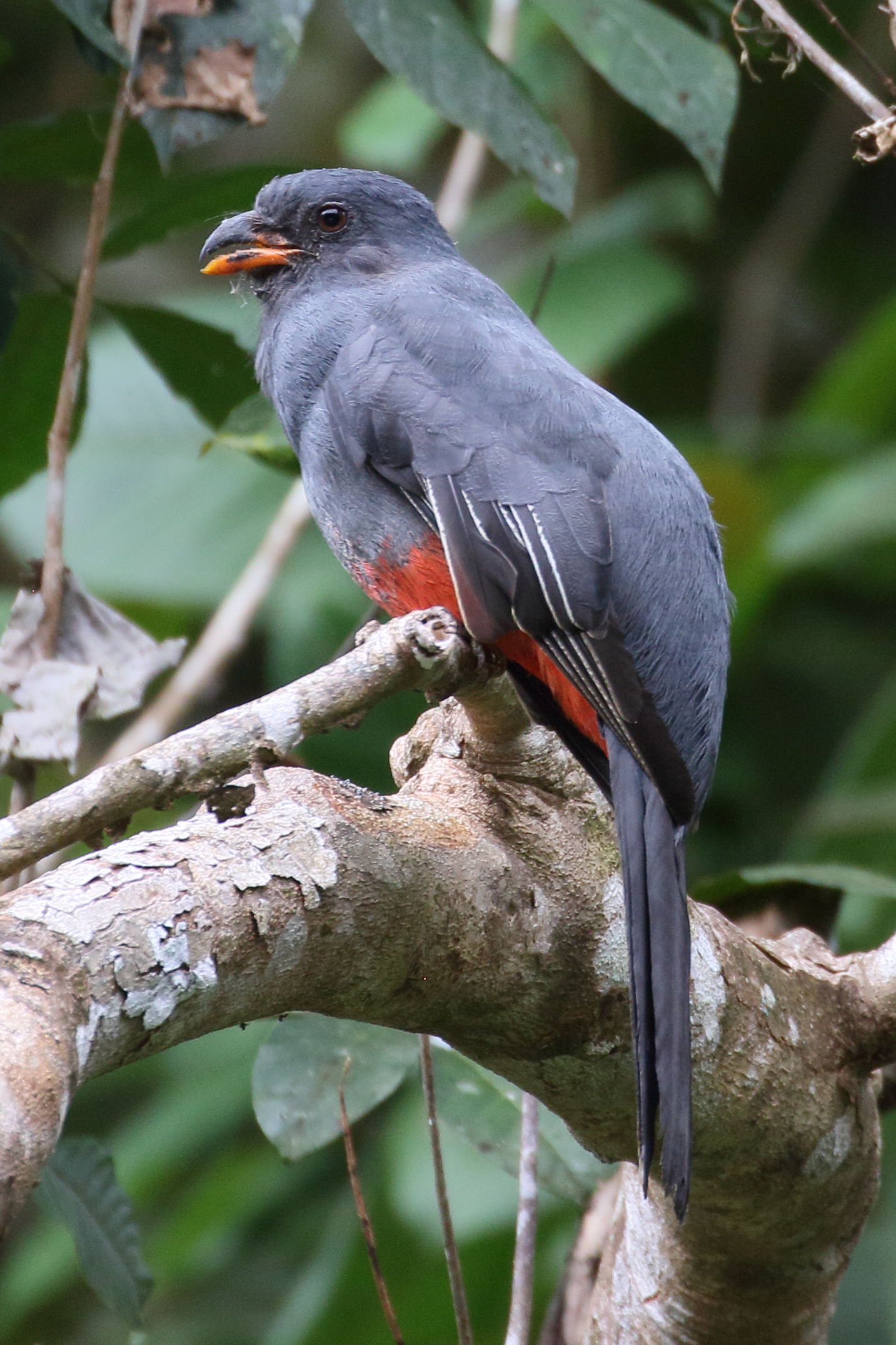 trogon_de_massena_-_trogon_massena2bd