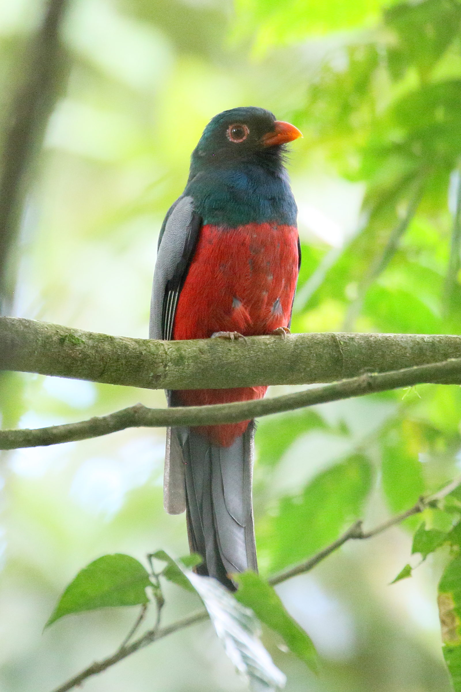 trogon_de_massena_-_trogon_massena3bd