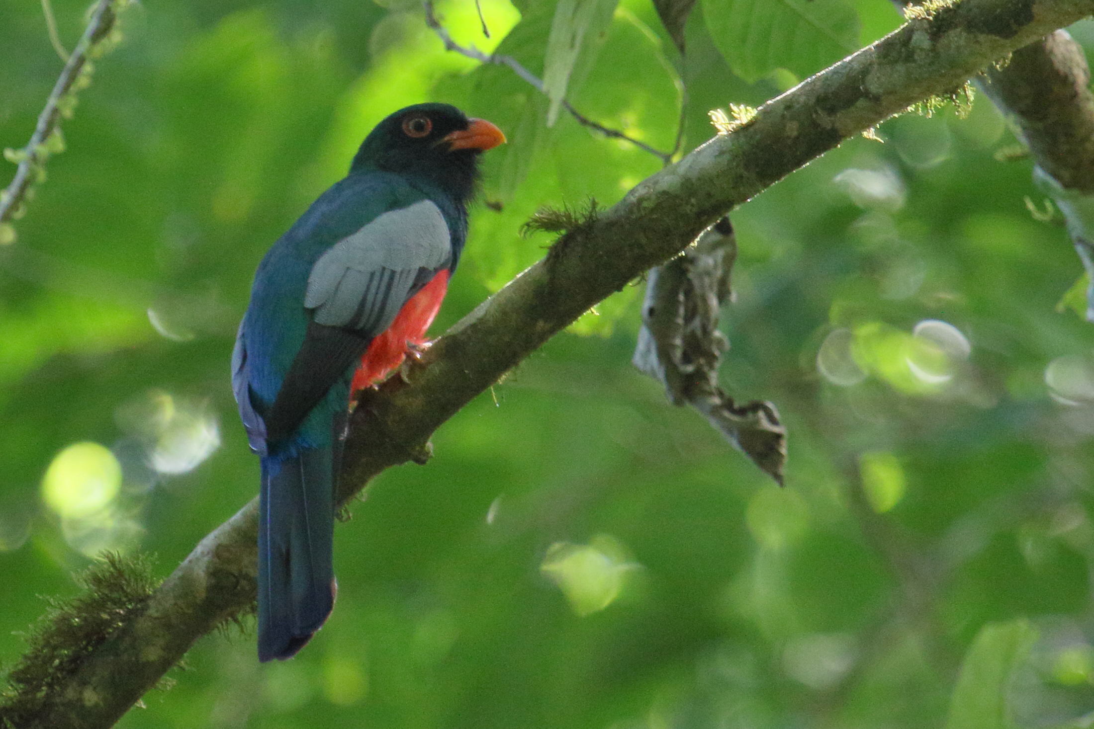 trogon_de_massena_-_trogon_massena4md