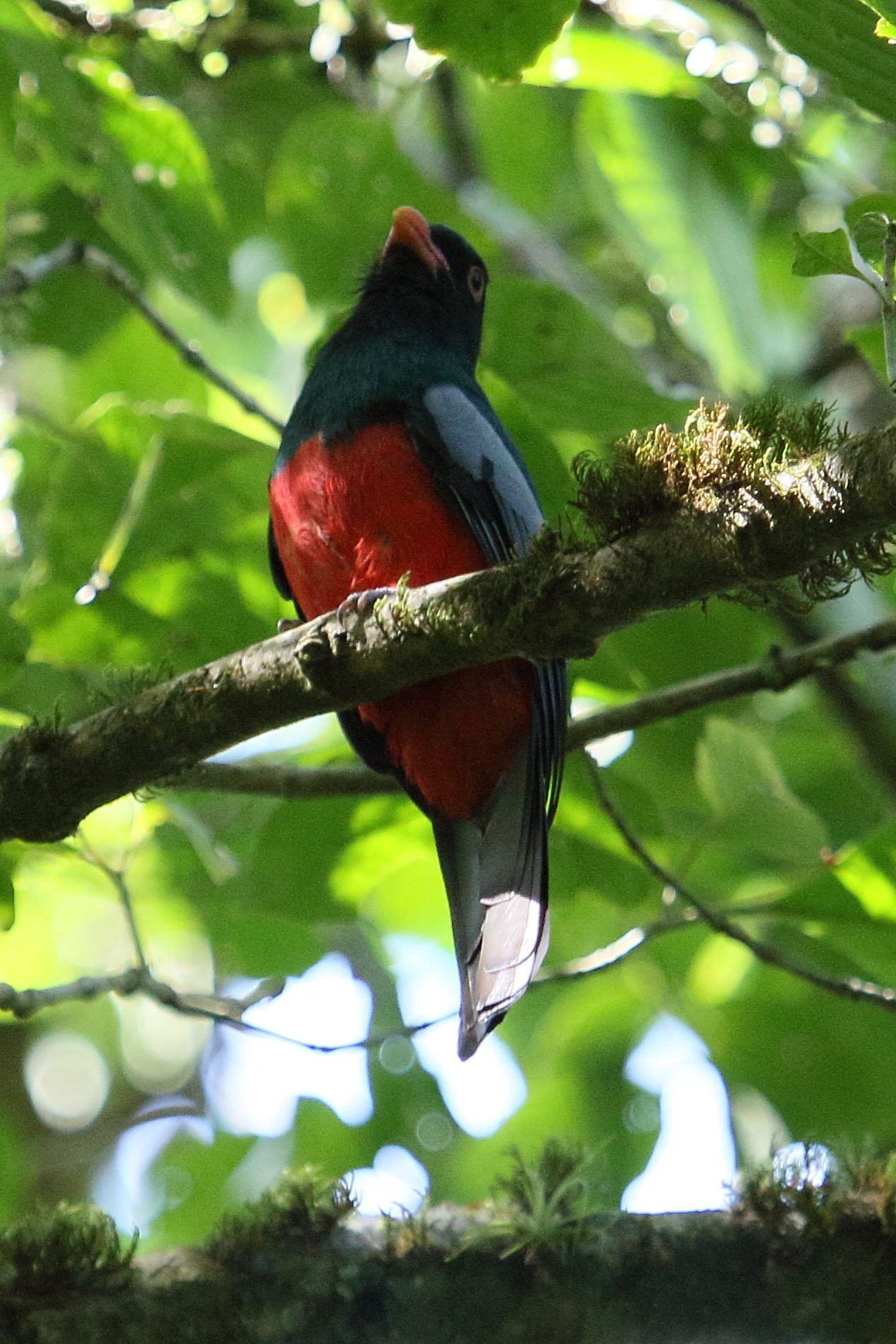 trogon_de_massena_-_trogon_massena5md