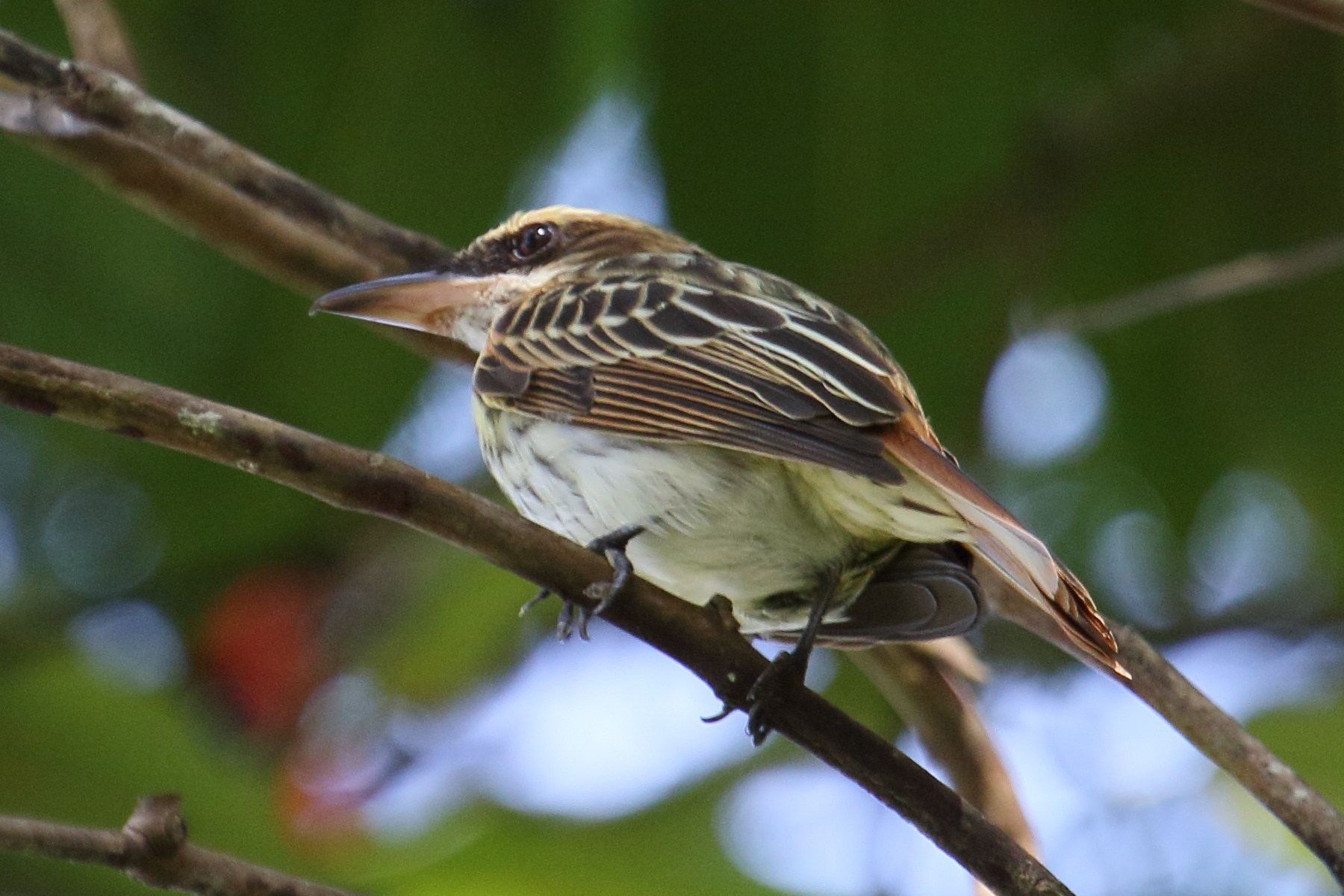 tyran_audacieux_-_myiodynastes_maculatus1md