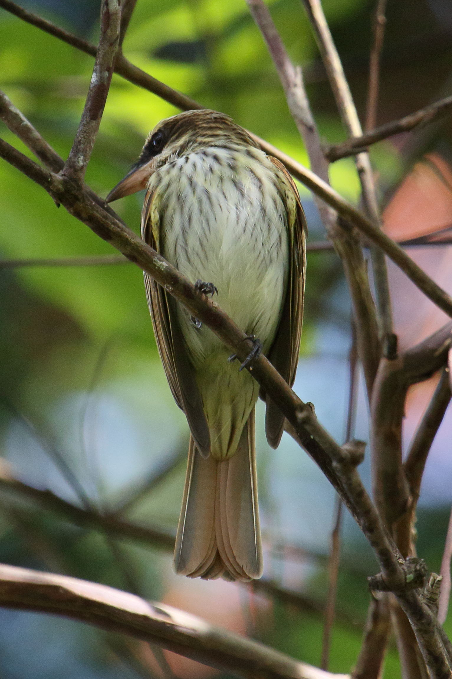 tyran_audacieux_-_myiodynastes_maculatus2md