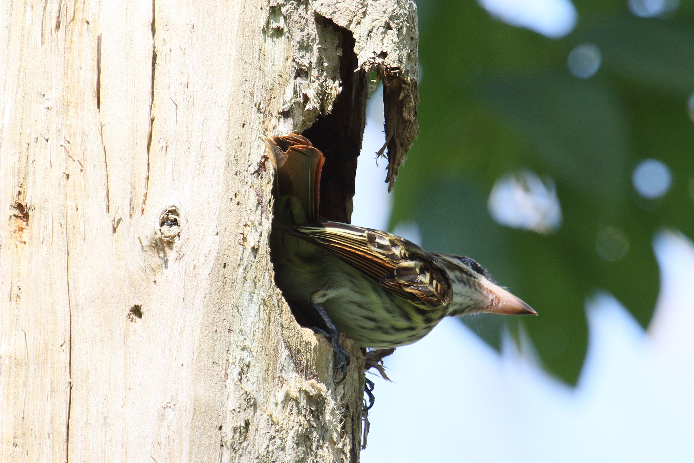 tyran_audacieux_-_myiodynastes_maculatus3md