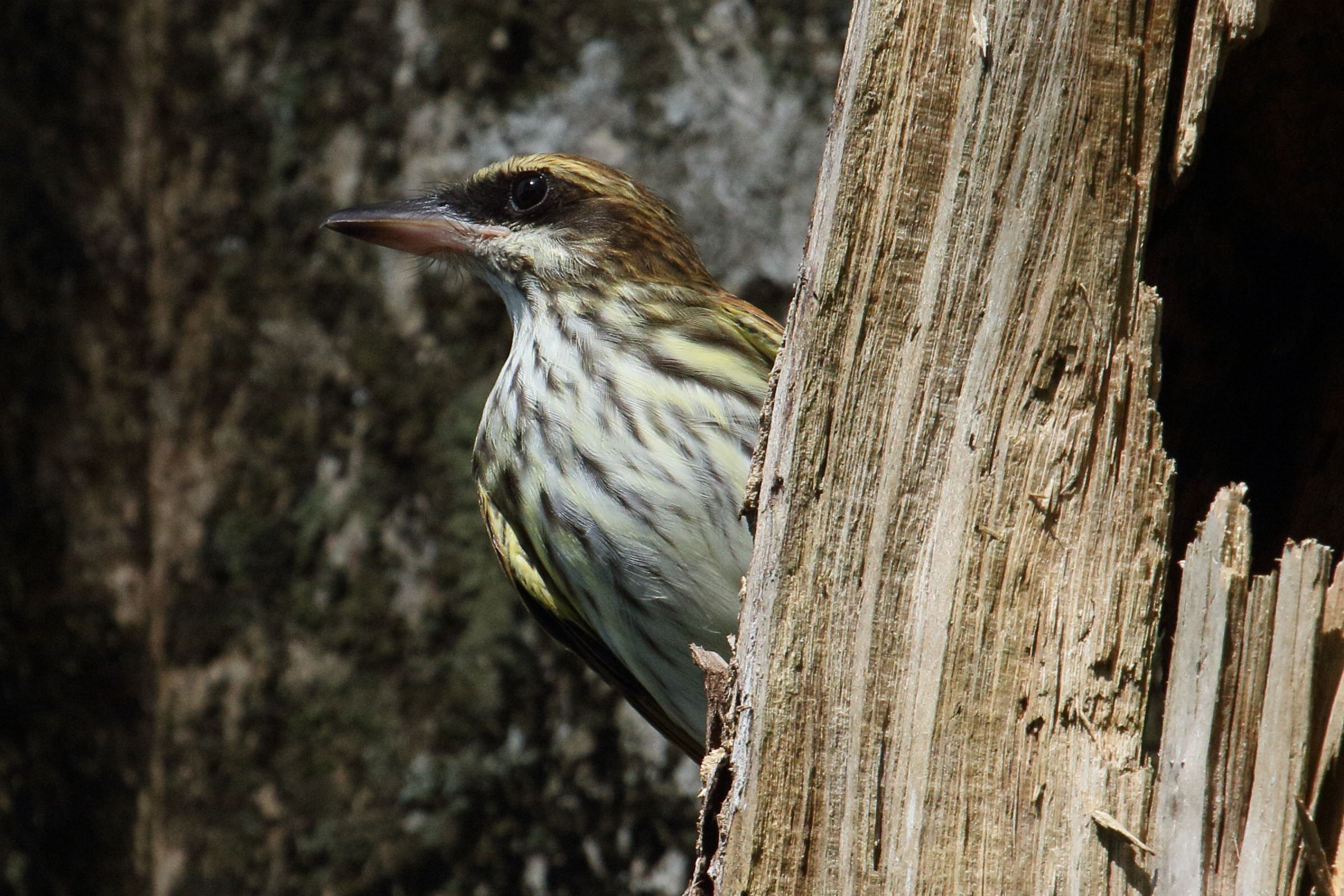 tyran_audacieux_-_myiodynastes_maculatus4md