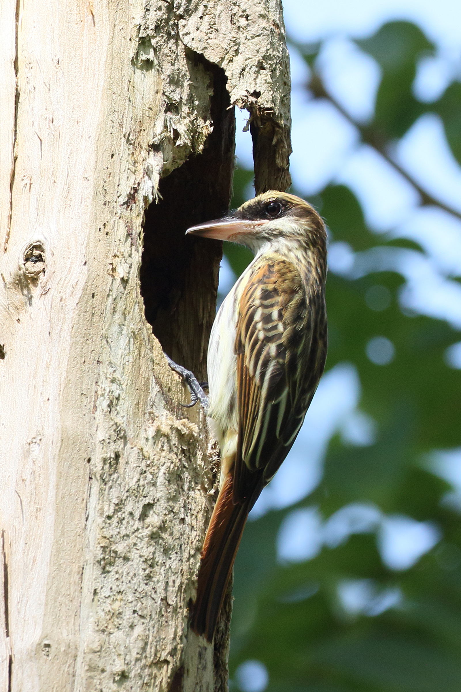 tyran_audacieux_-_myiodynastes_maculatus5bd