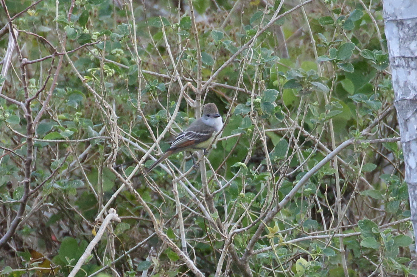 tyran_de_nutting_-_myiarchus_nuttingi1bd