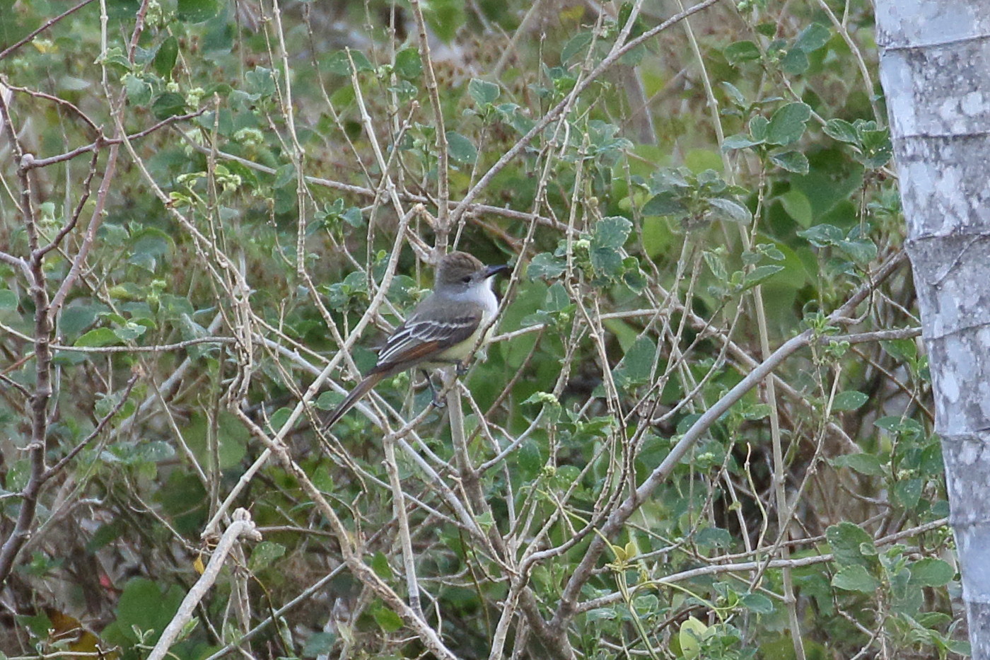 tyran_de_nutting_-_myiarchus_nuttingi2bd