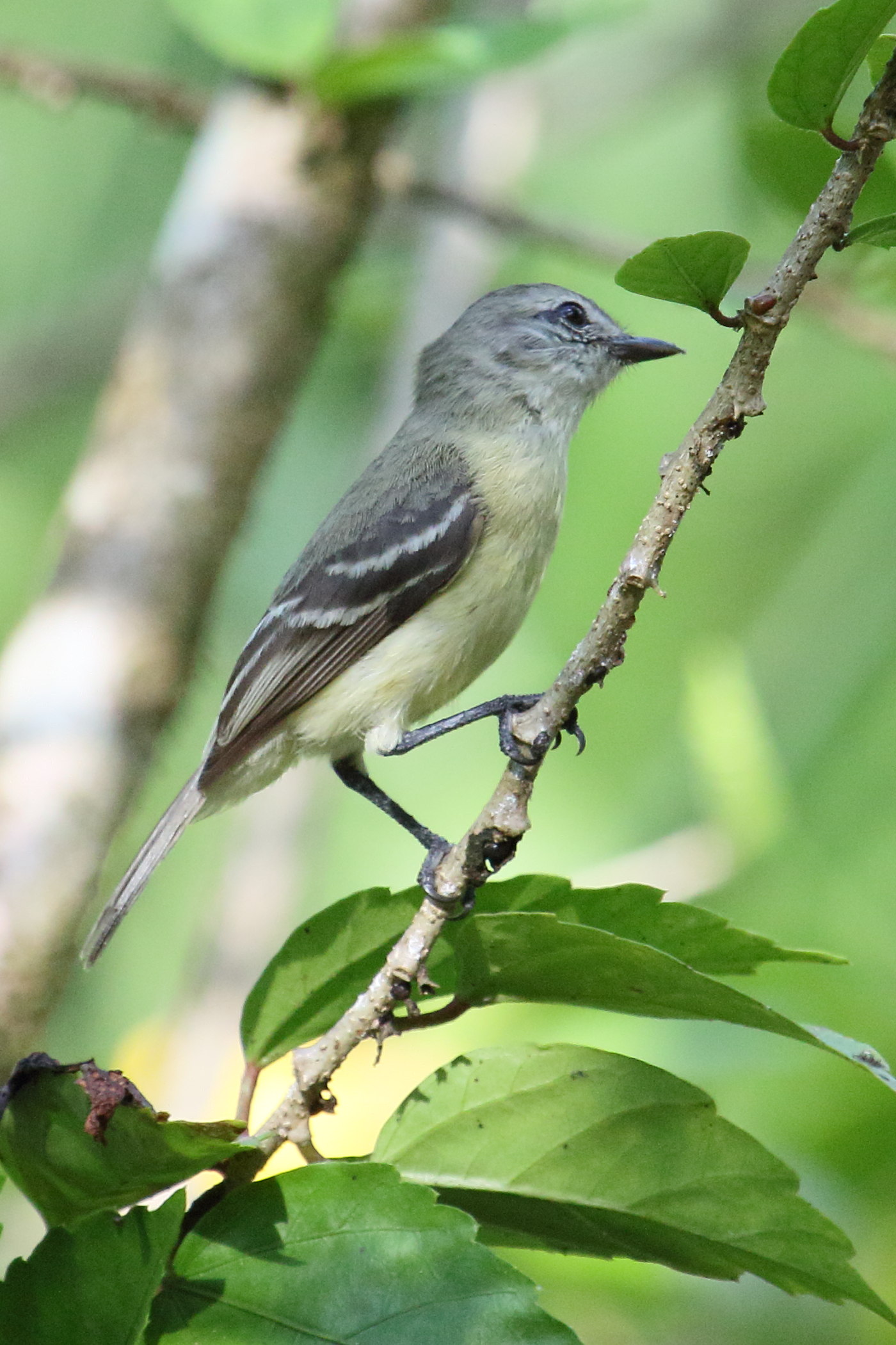 tyranneau_souris_-_phaeomyias_murina1md