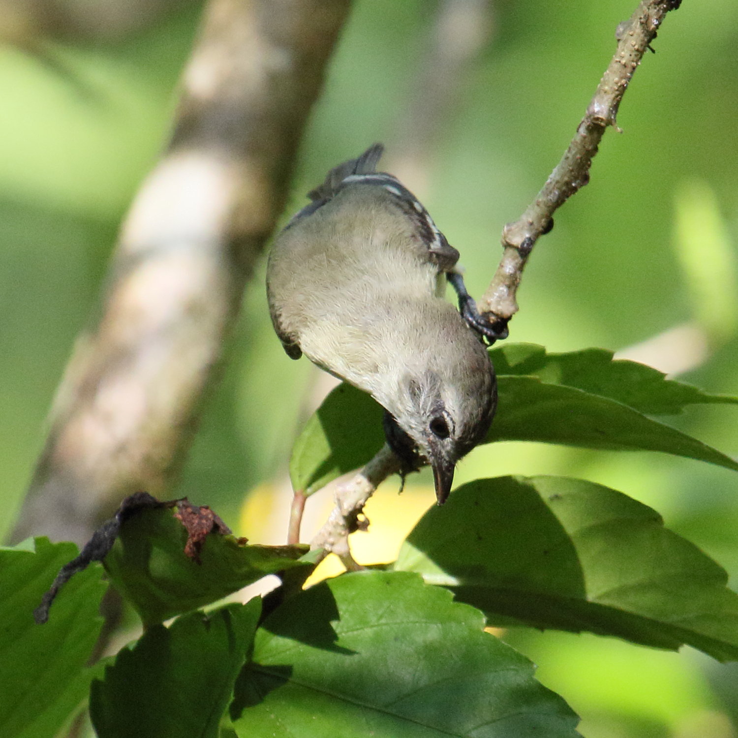 tyranneau_souris_-_phaeomyias_murina2md