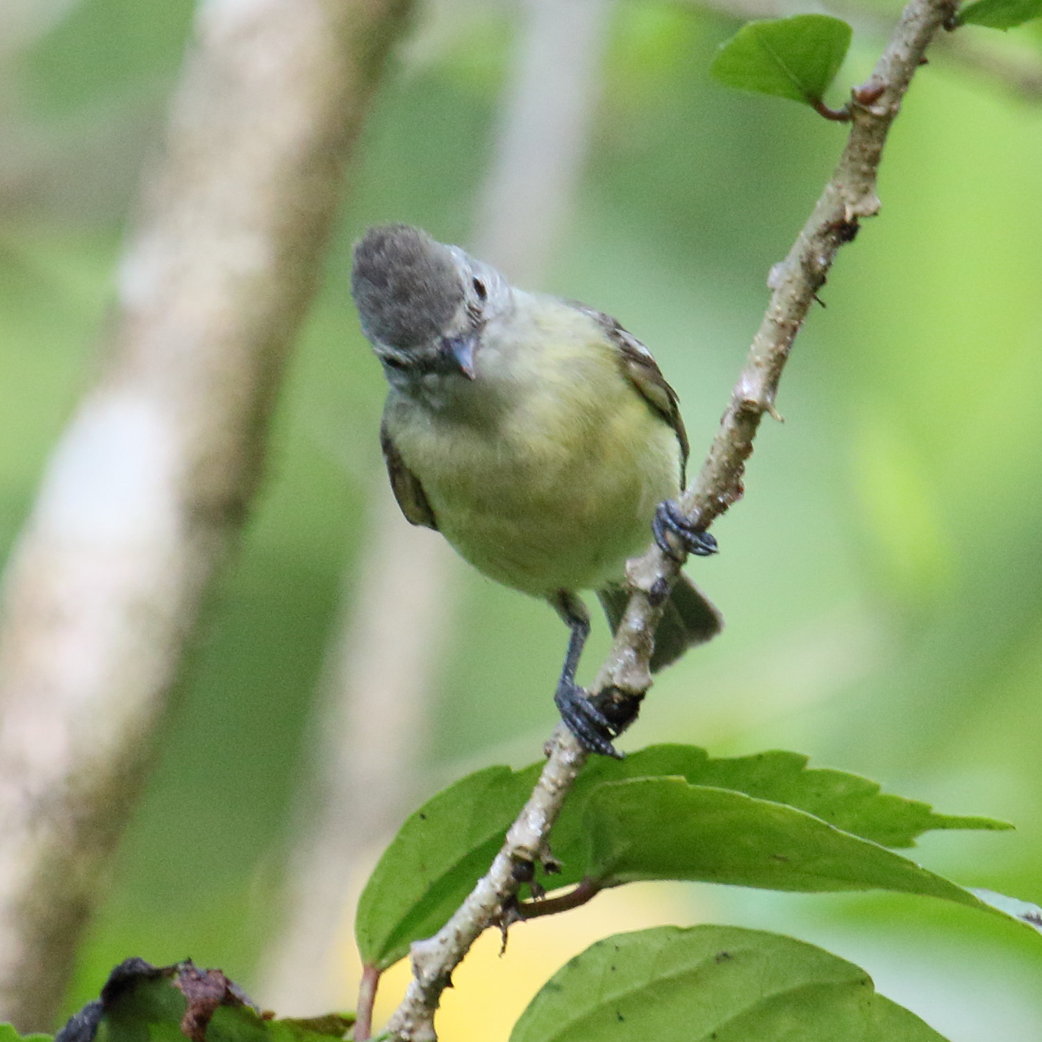 tyranneau_souris_-_phaeomyias_murina3md