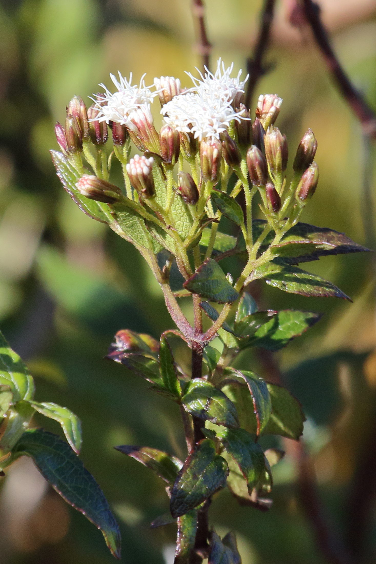 ageratina_kupperi1md