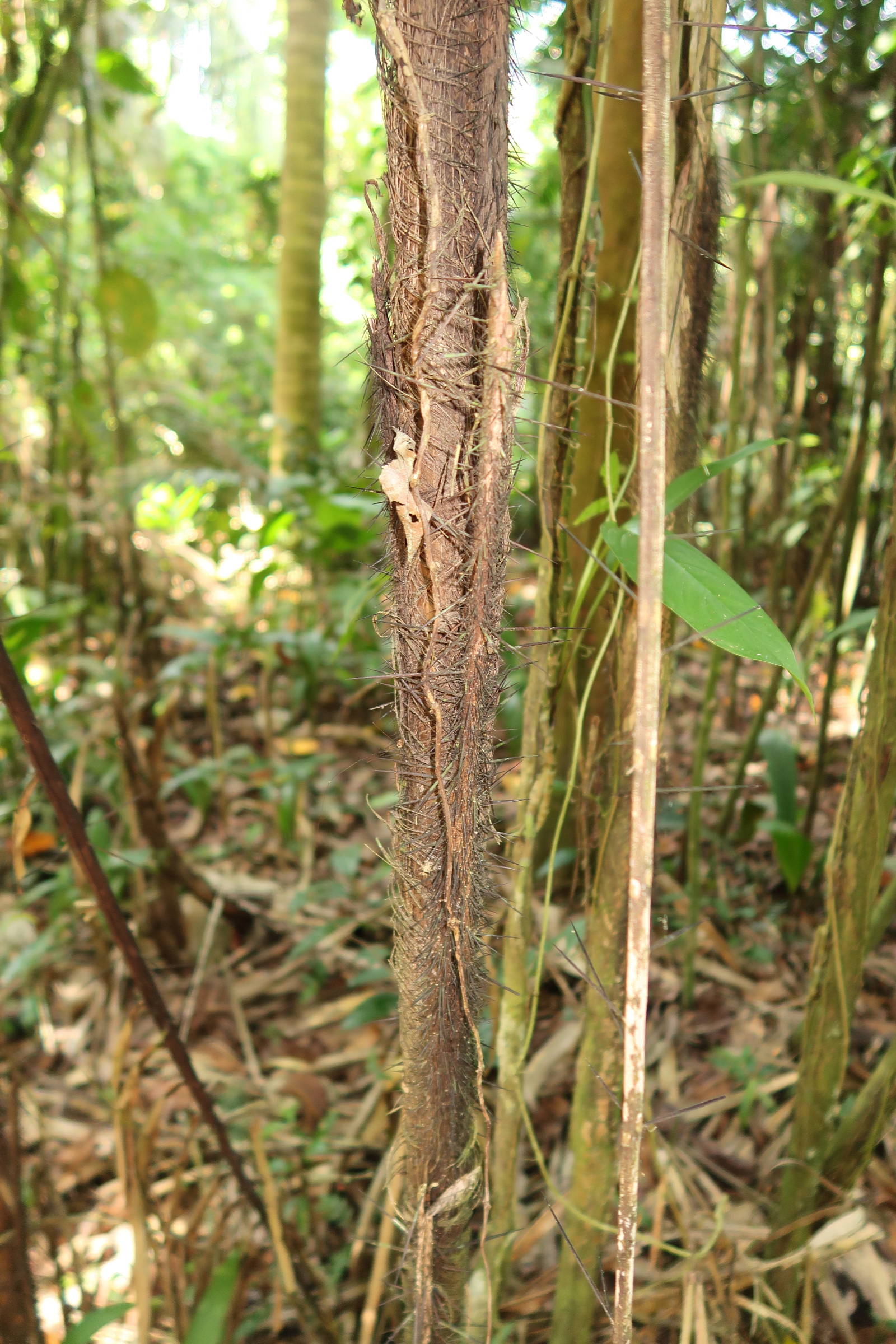 bactris_guineensis1md