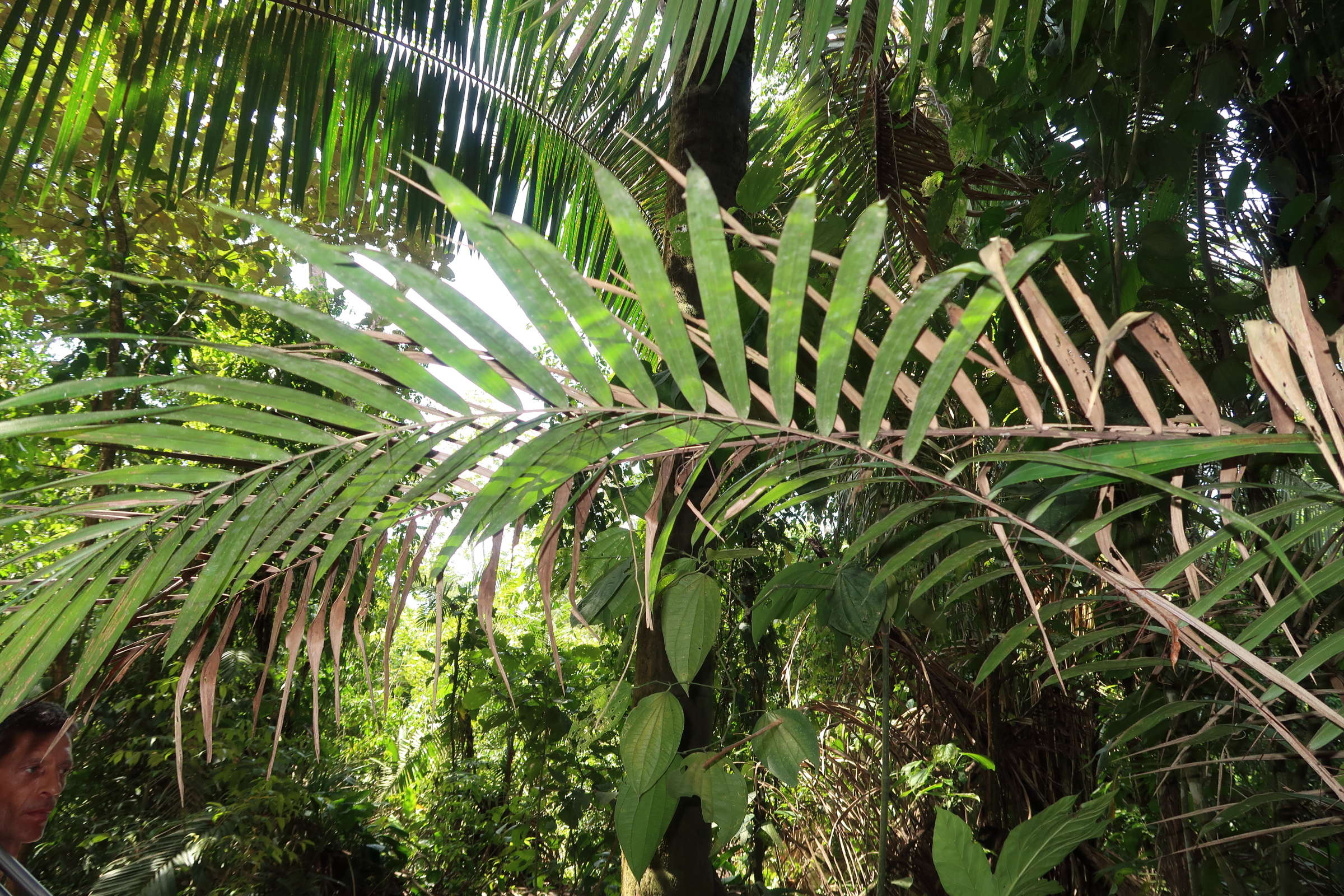 bactris_guineensis2md