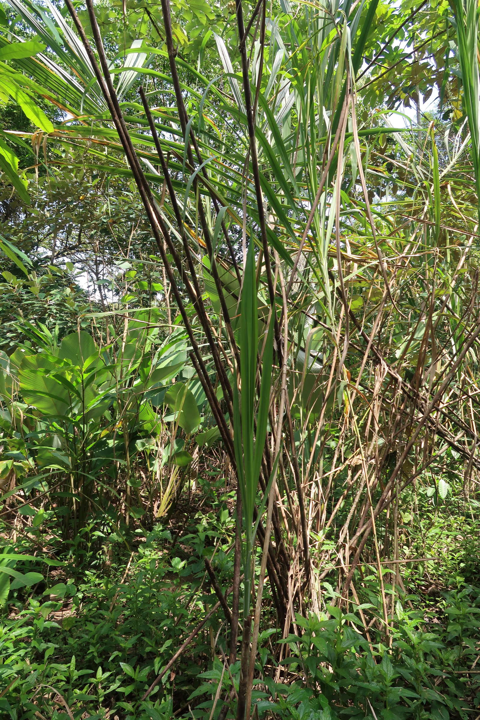 bactris_guineensis3md