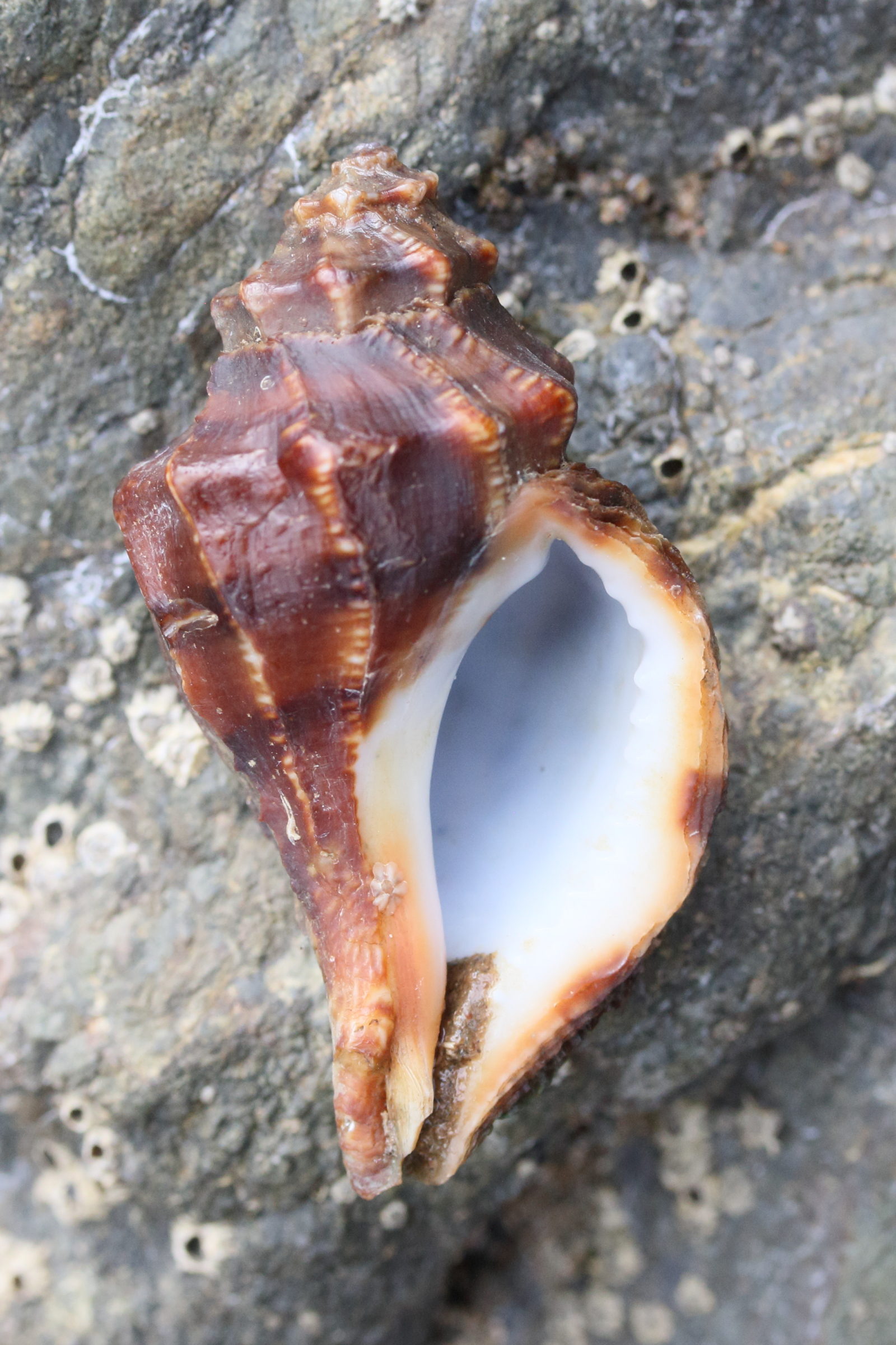 vitularia_salebrosa2md