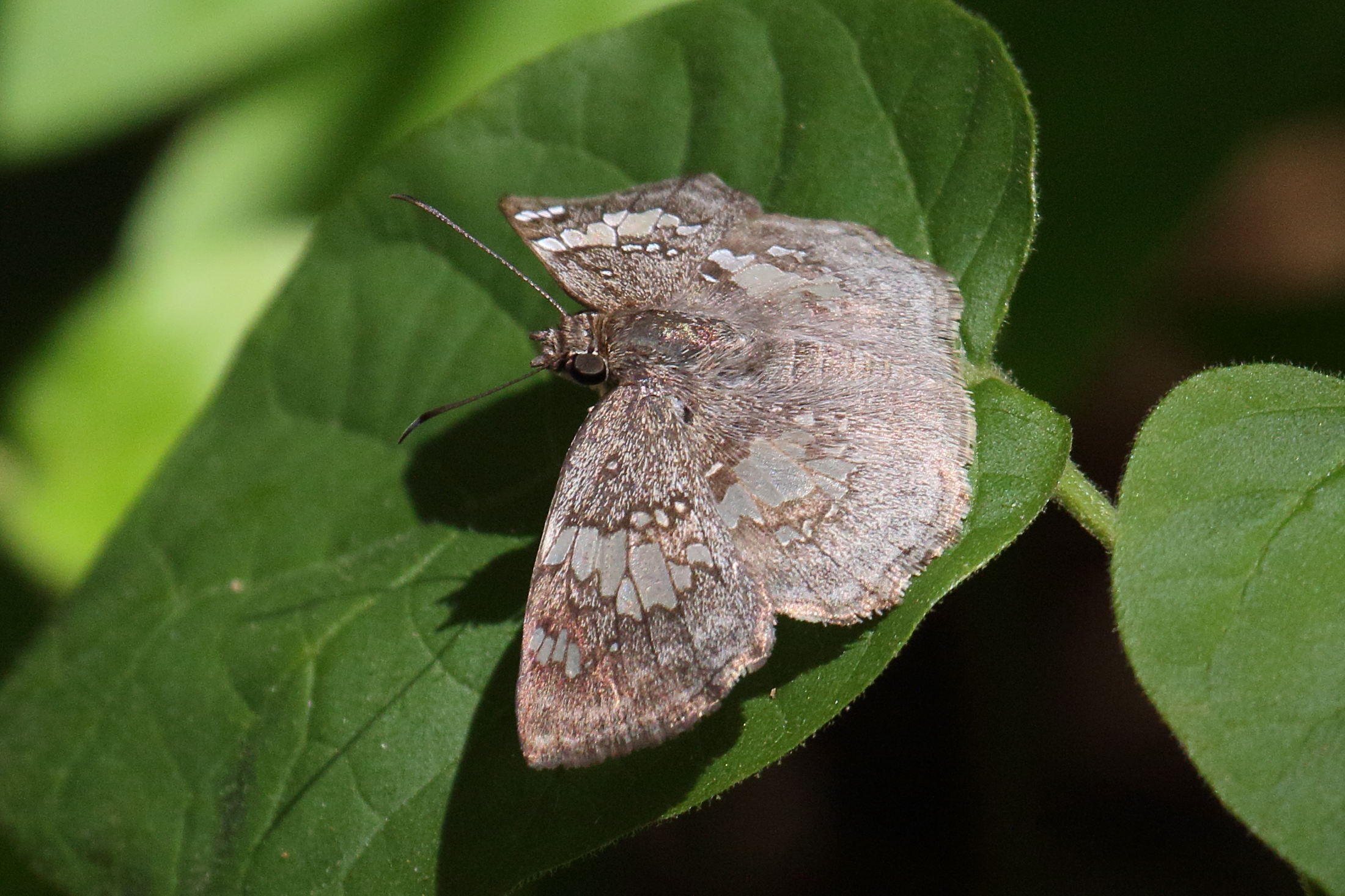 xenophanes_trixus1md