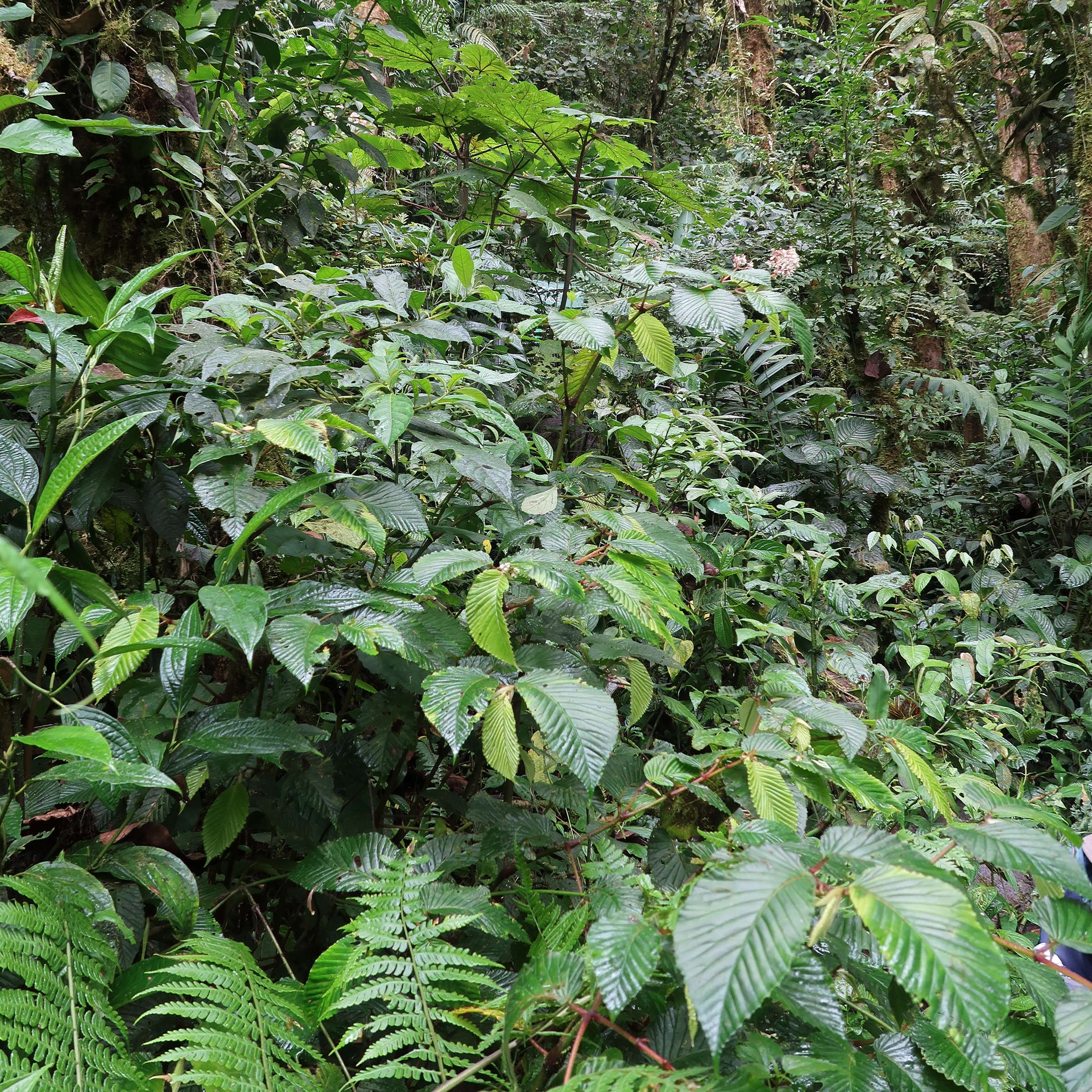 begonia_convallariodora1md