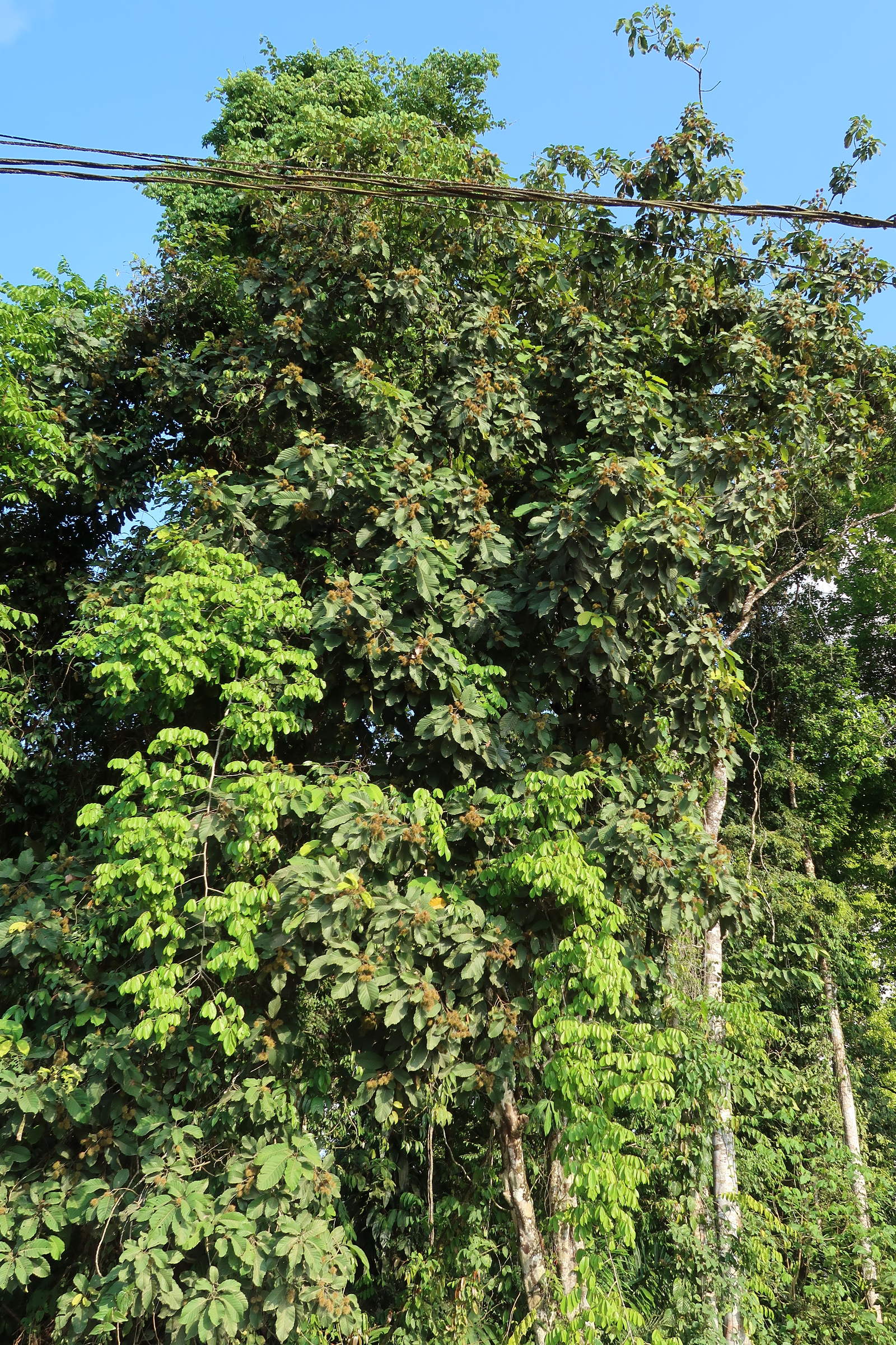 Afficher le média castanopsis_purpurella1md castanopsis_purpurella1md