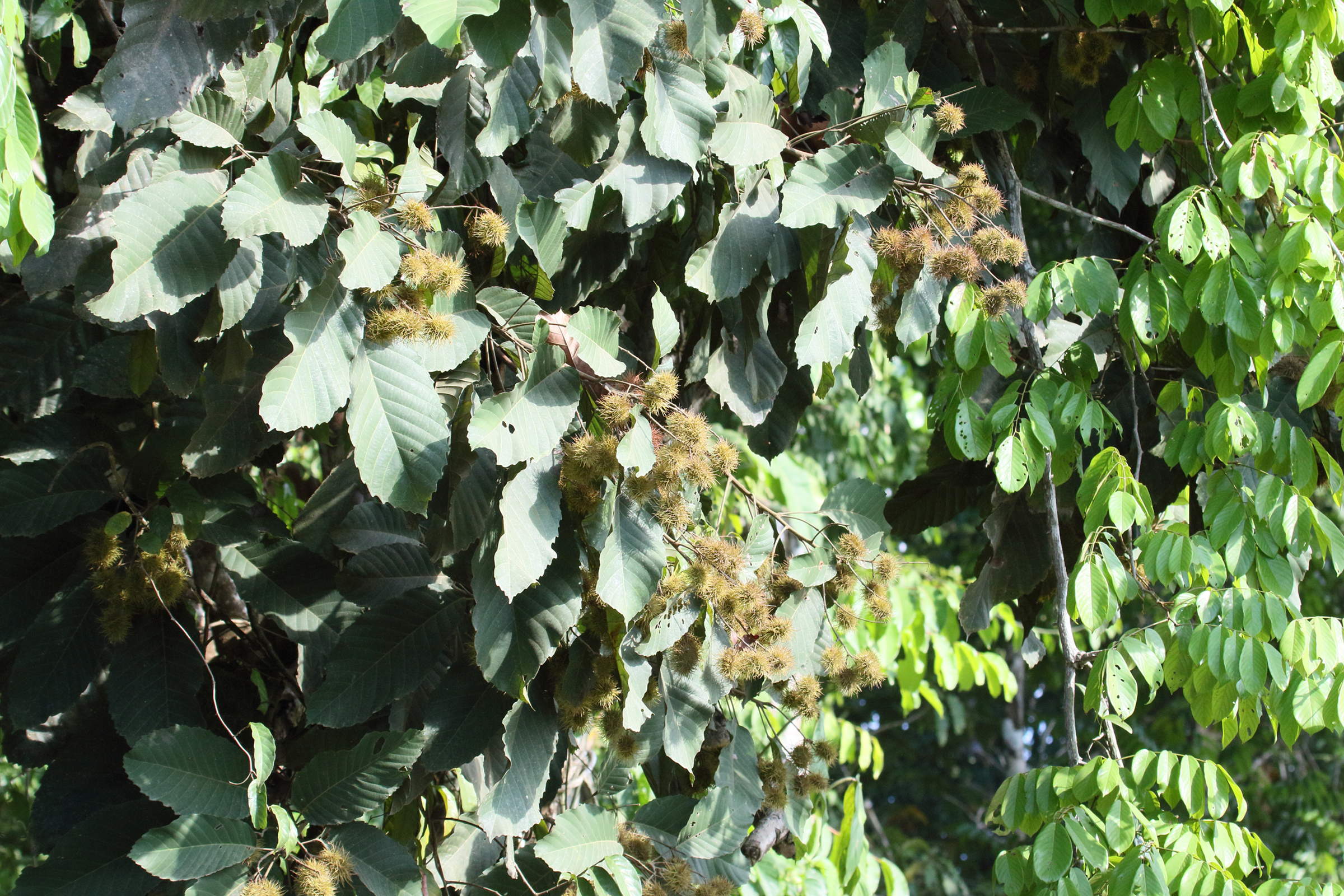 Afficher le média castanopsis_purpurella2md castanopsis_purpurella2md