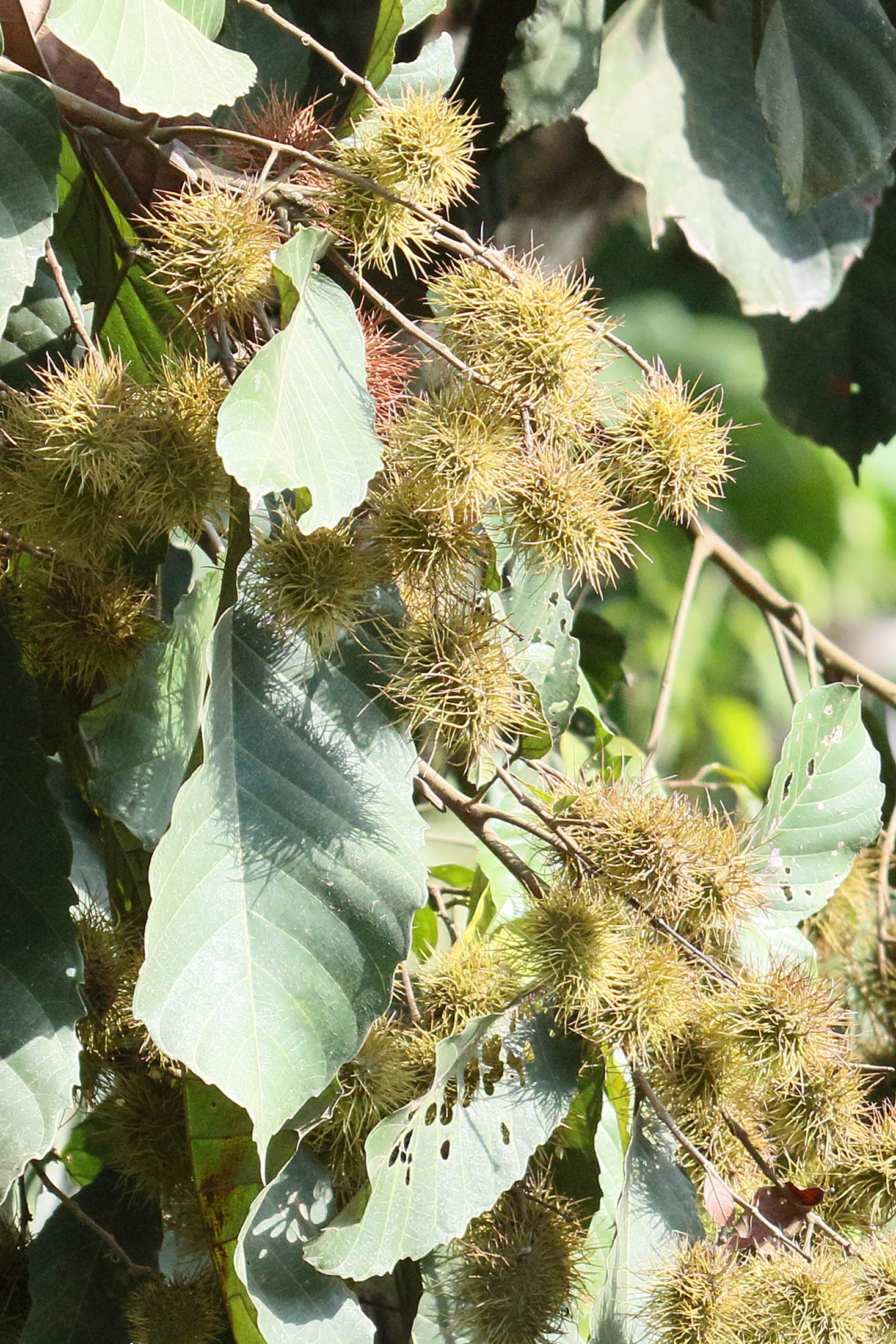 Afficher le média castanopsis_purpurella3md castanopsis_purpurella3md