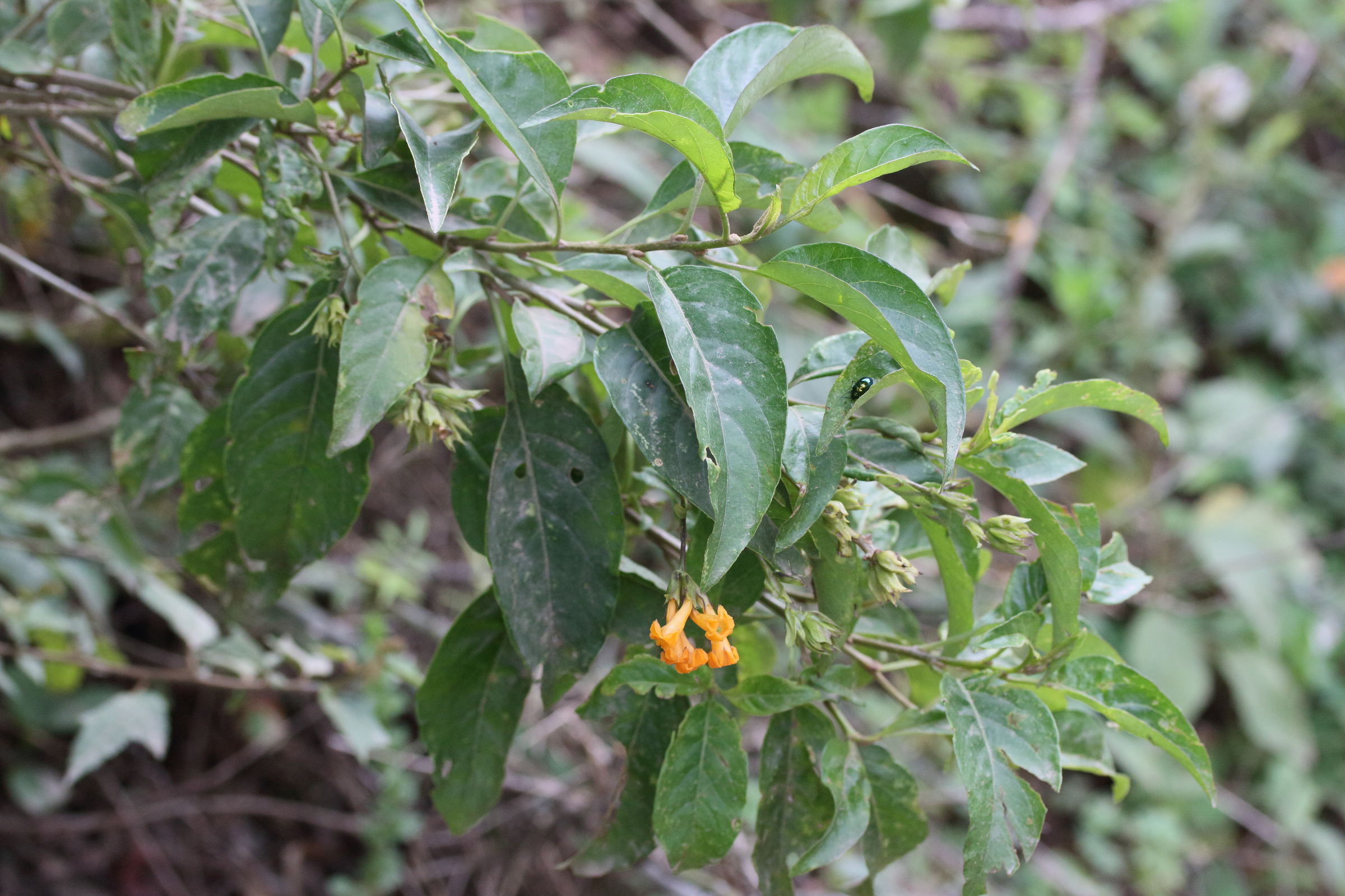 cestrum_aurantiacum4md