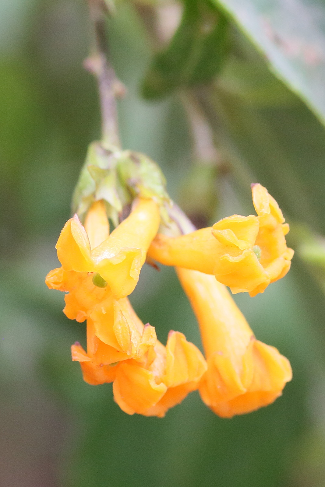 cestrum_aurantiacum5md