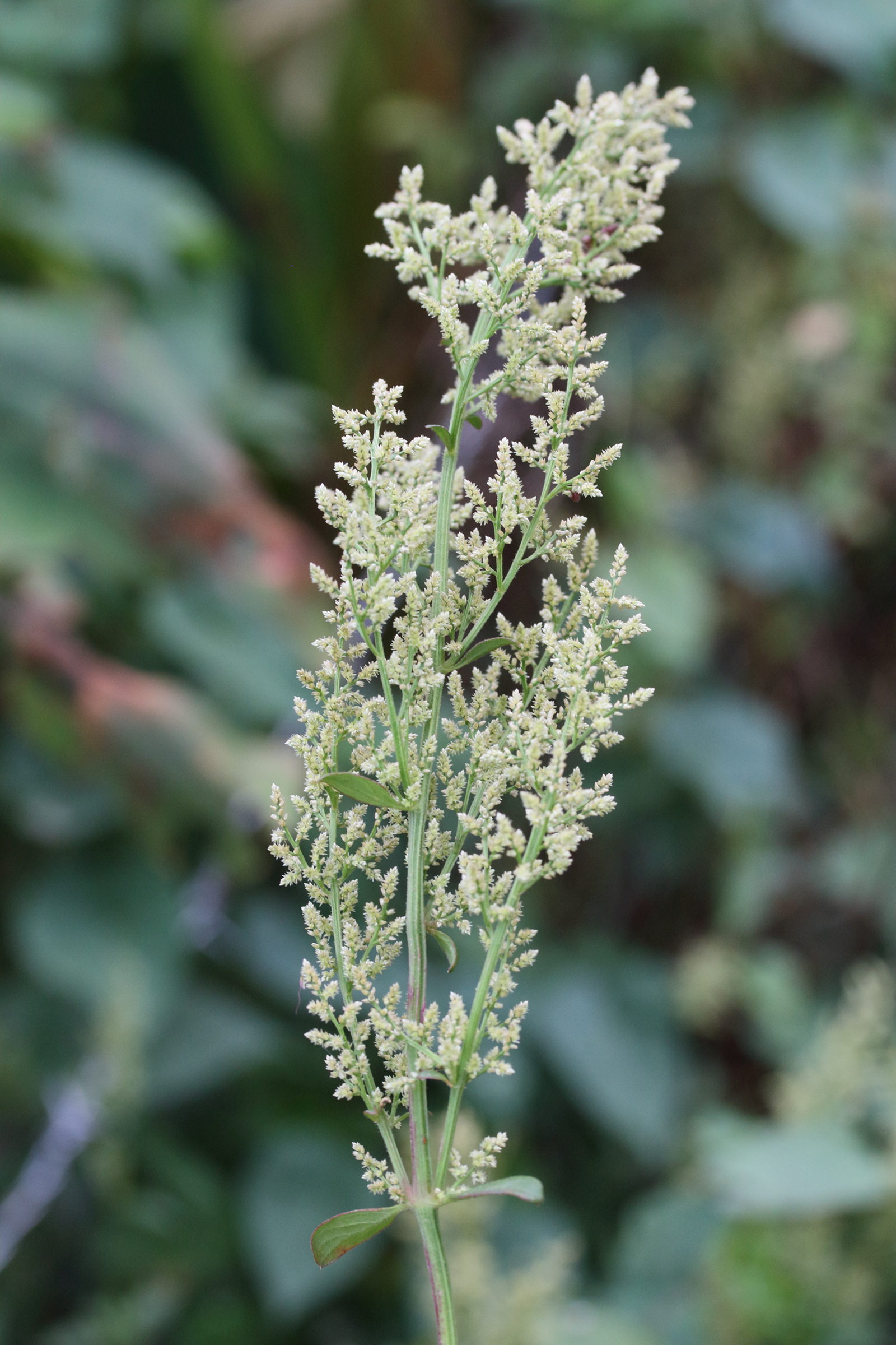 Afficher le média chamissoa_altissima2md chamissoa_altissima2md