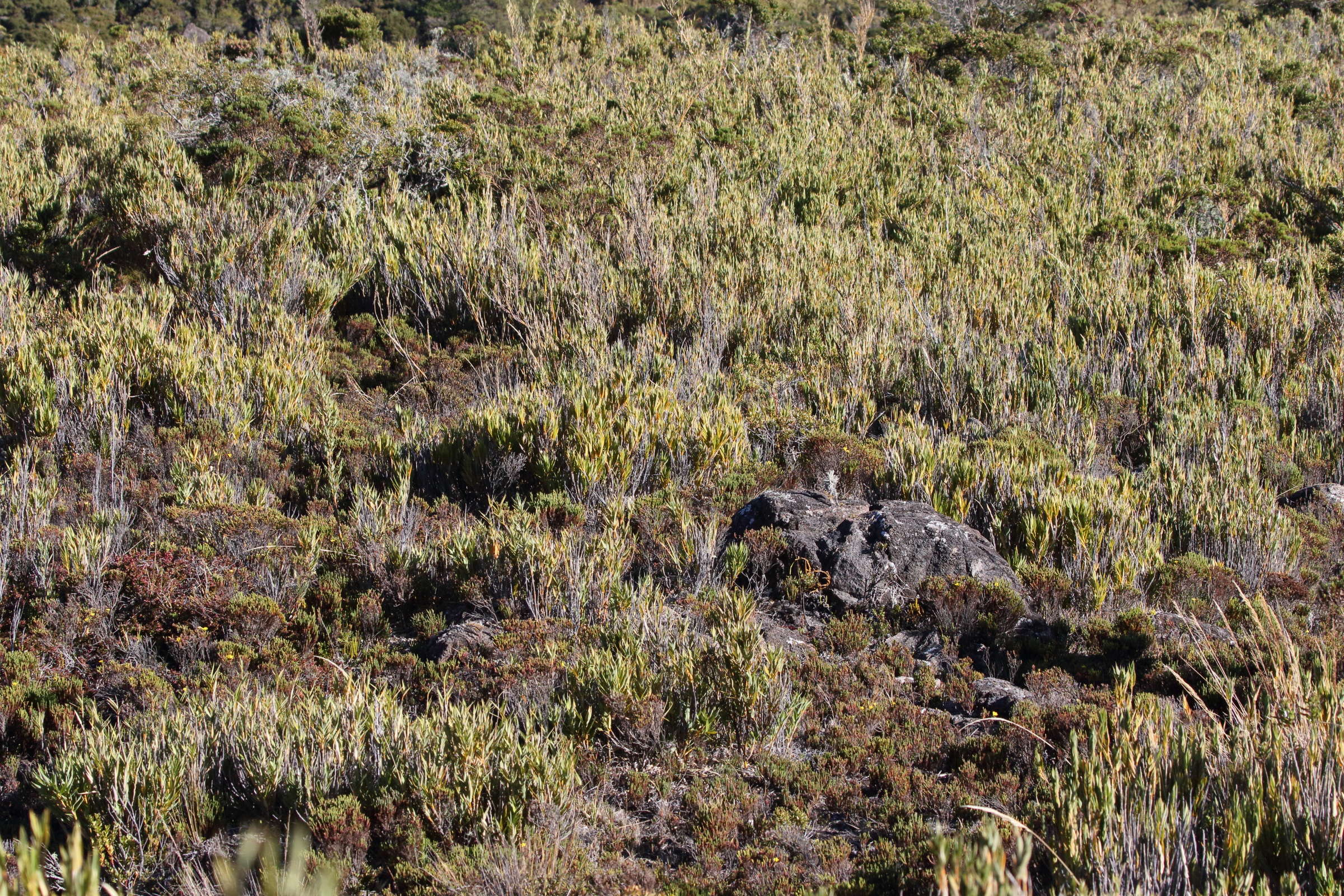 chusquea_tessellata1bd