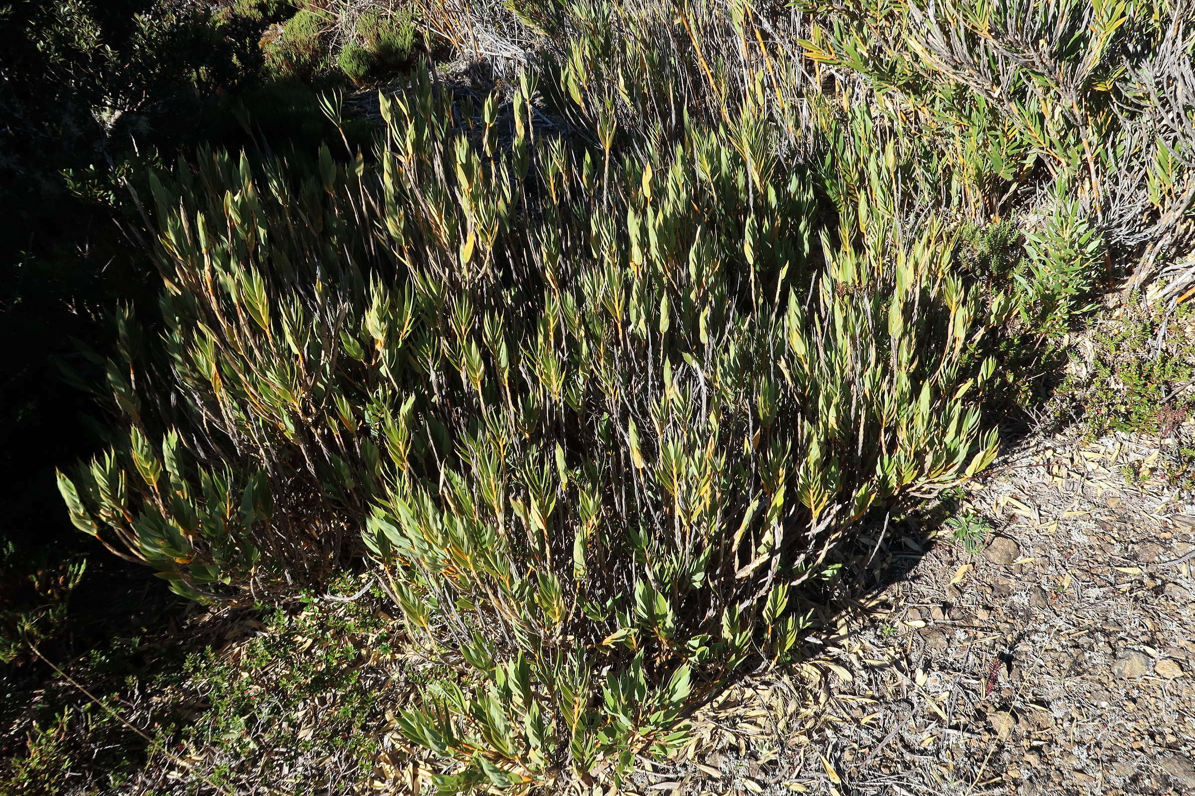 chusquea_tessellata2md