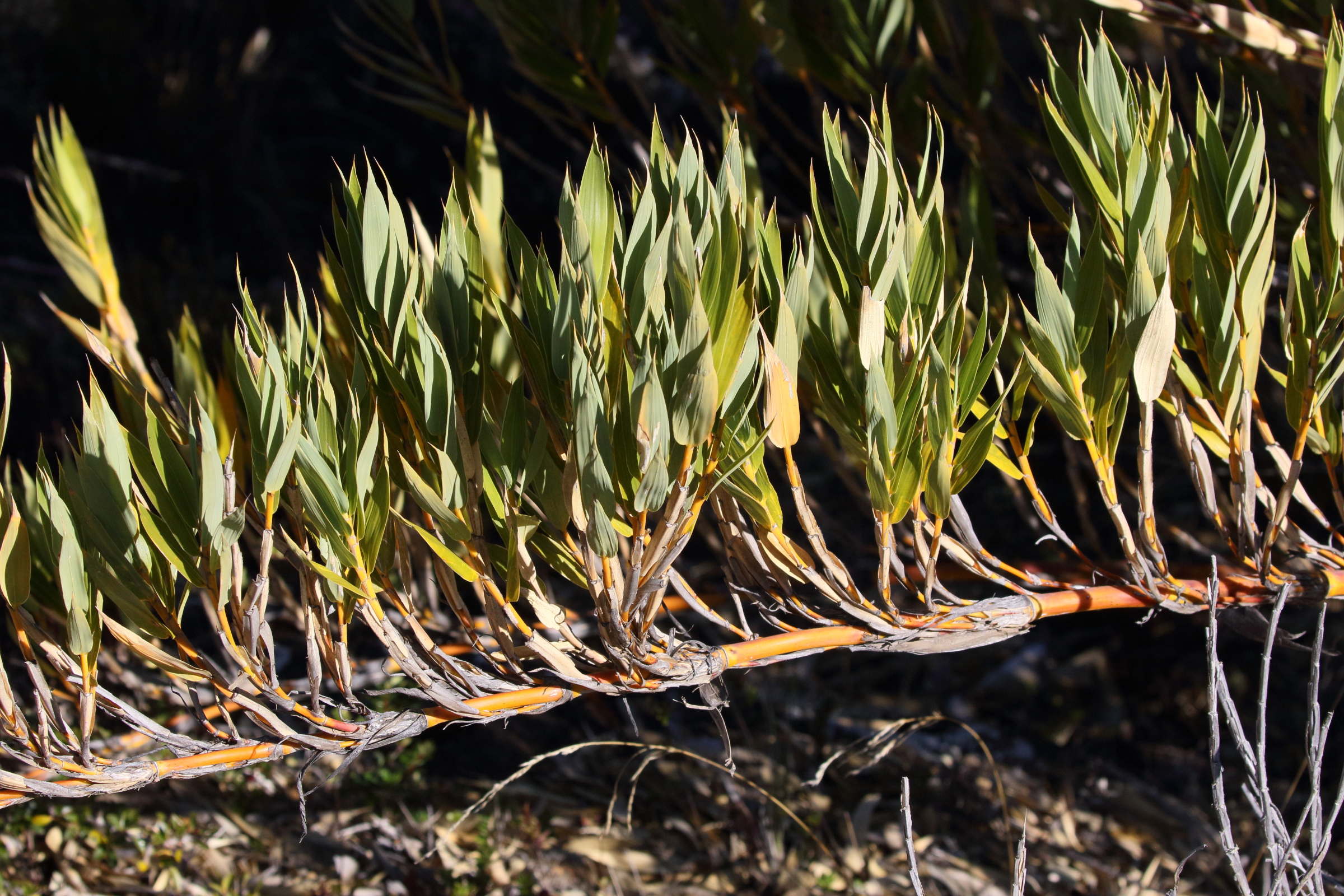 chusquea_tessellata3bd