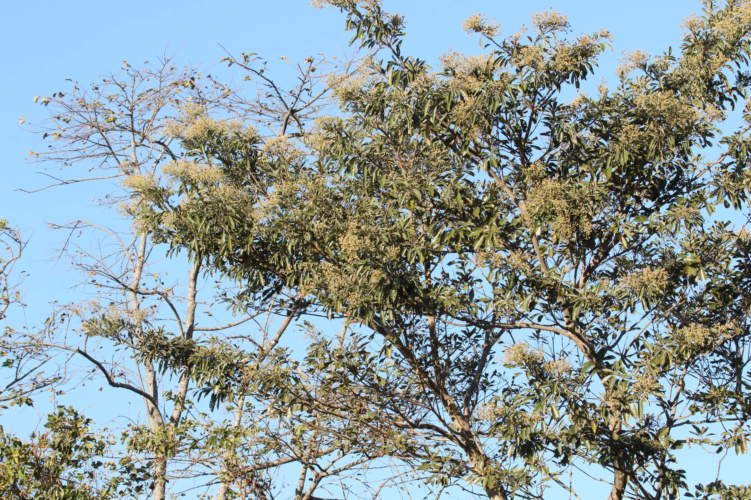 cordia_diversifolia2md