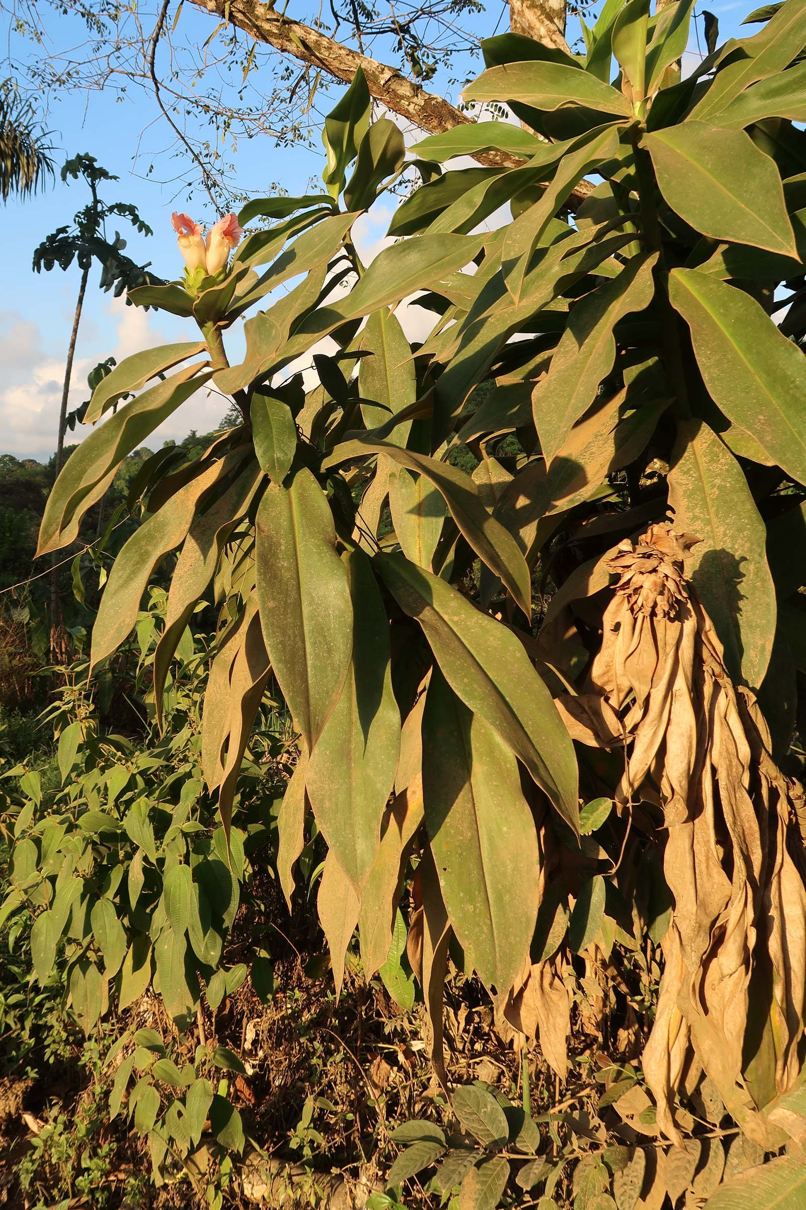 costus_guanaciensis1md