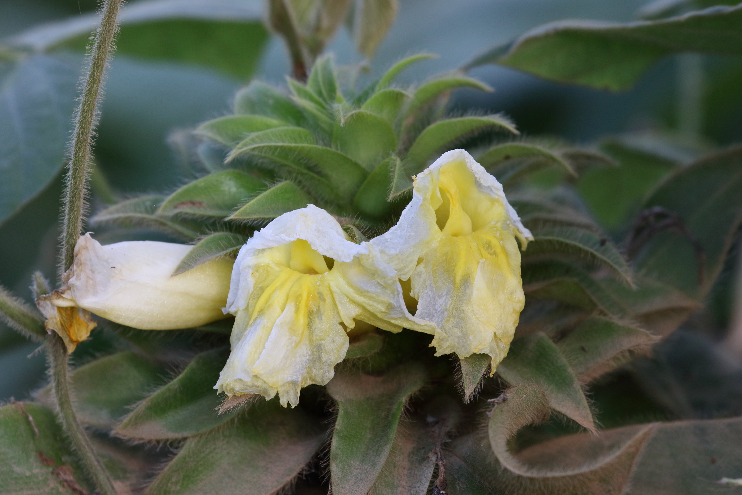 costus_villosissimus1bd