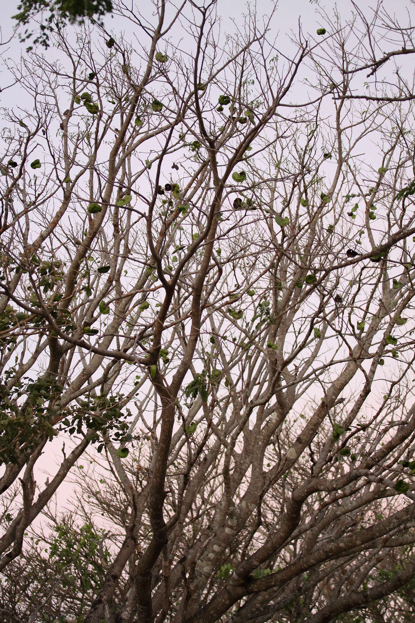 enterolobium_cyclocarpum1md