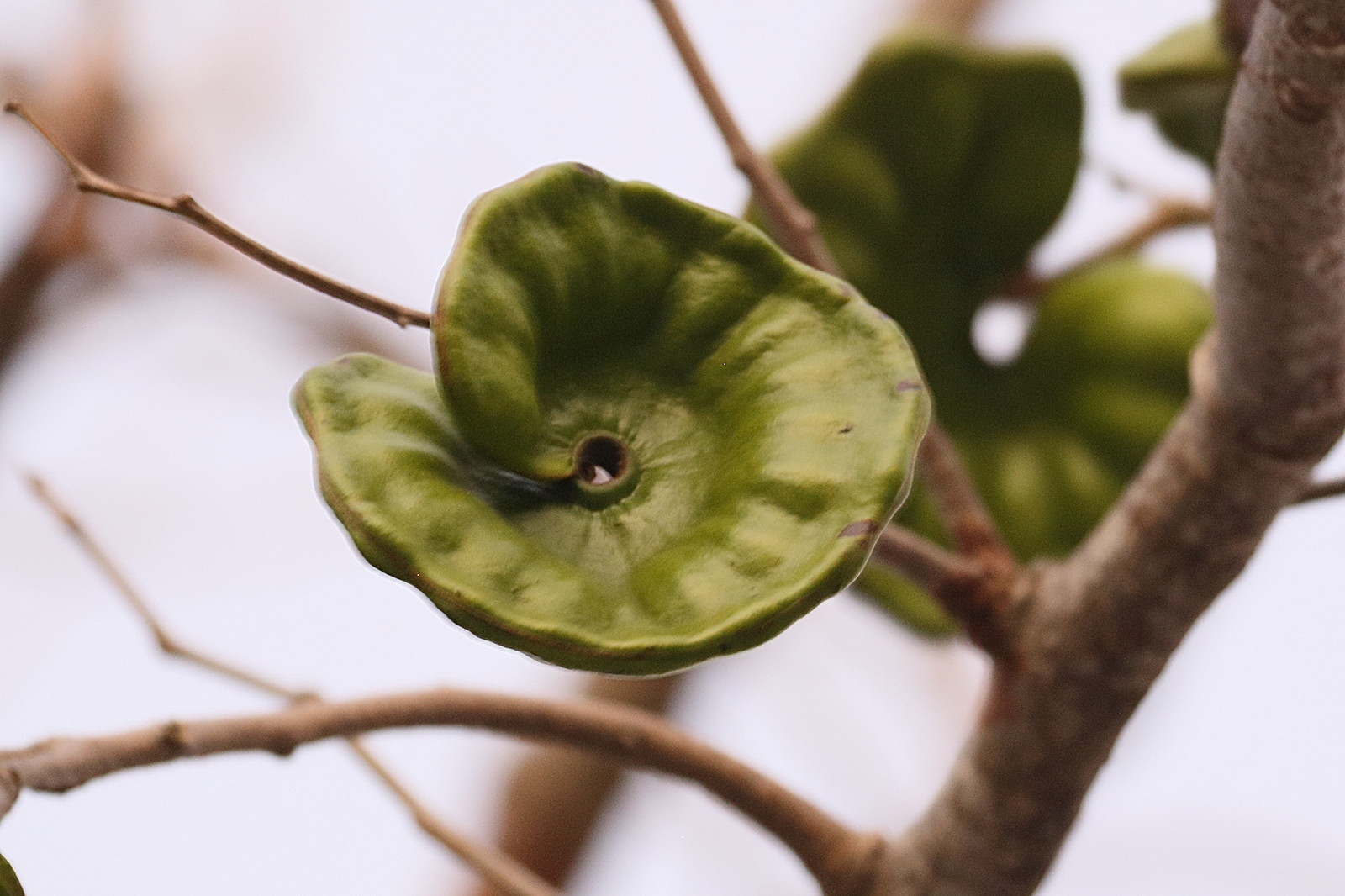 enterolobium_cyclocarpum2bd