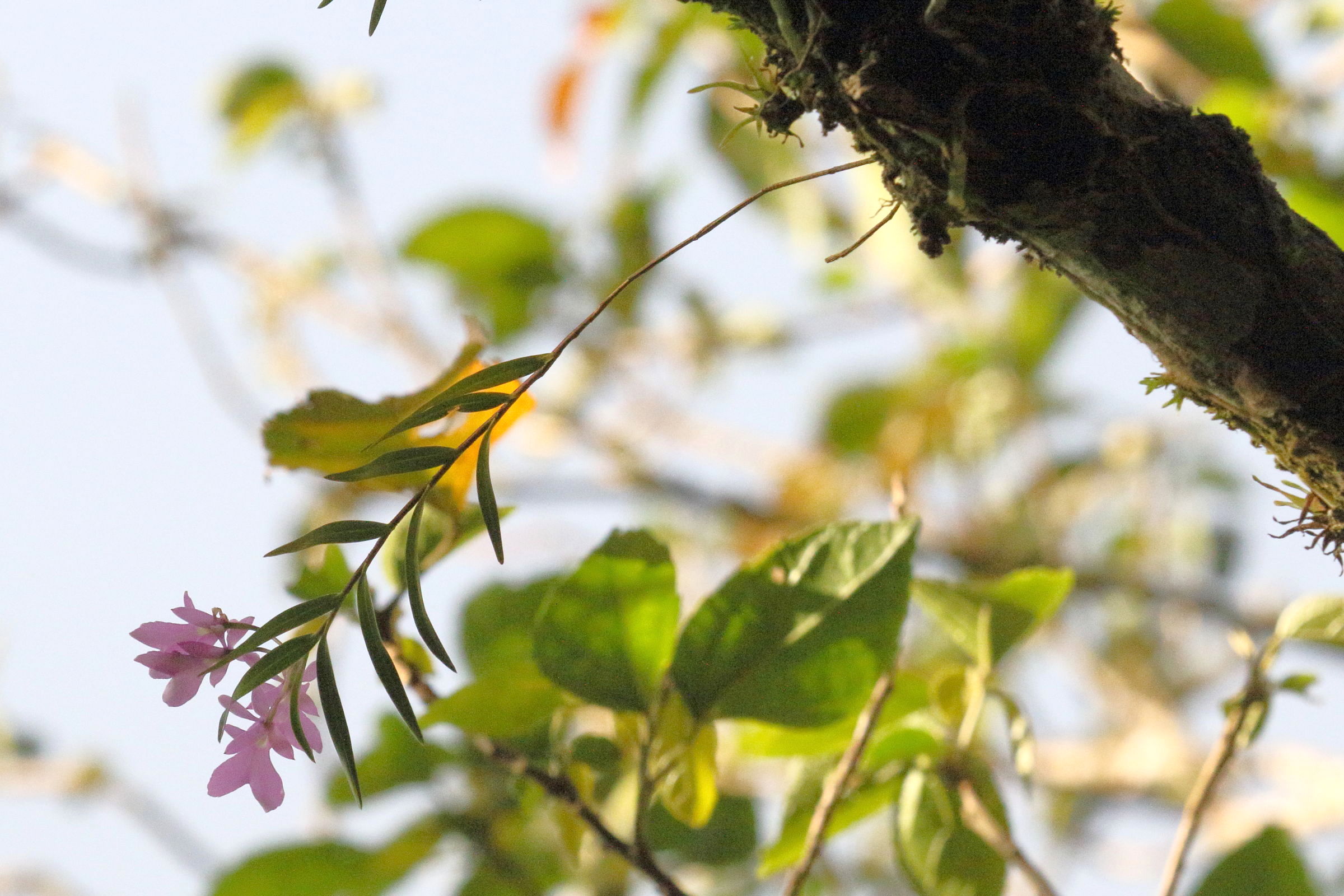 epidendrum_centropetalum1md