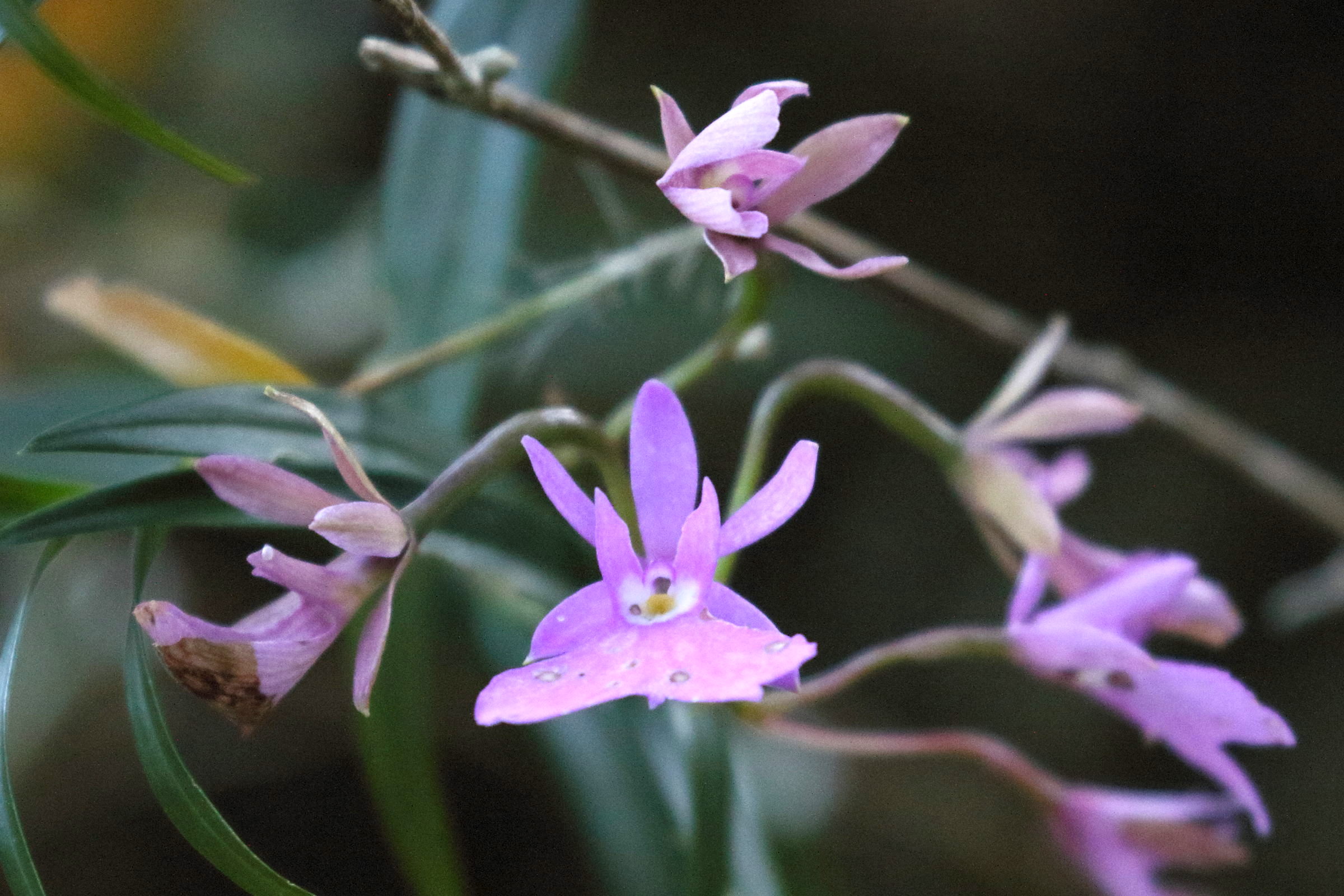 epidendrum_centropetalum3bd