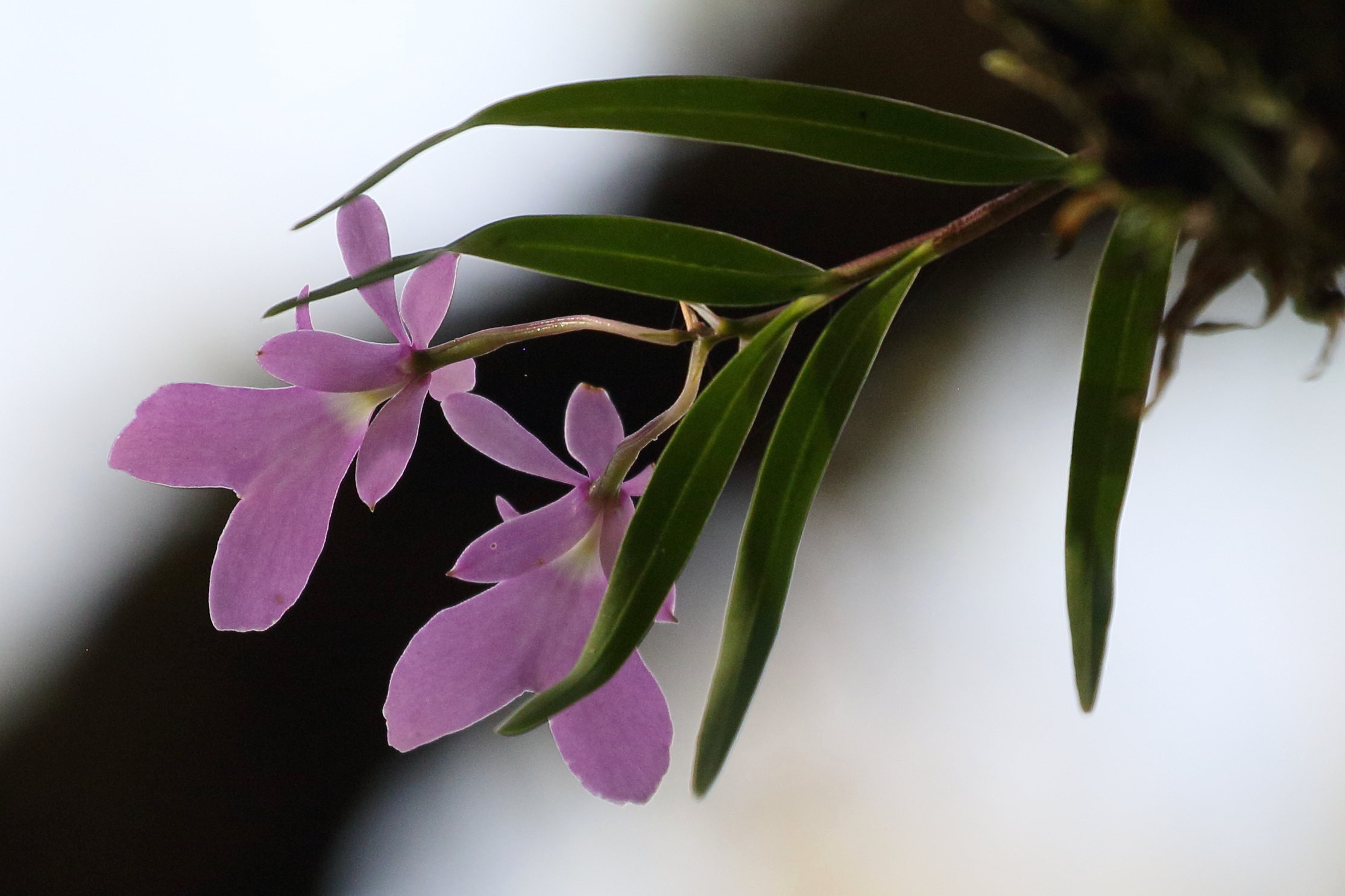 epidendrum_centropetalum4bd