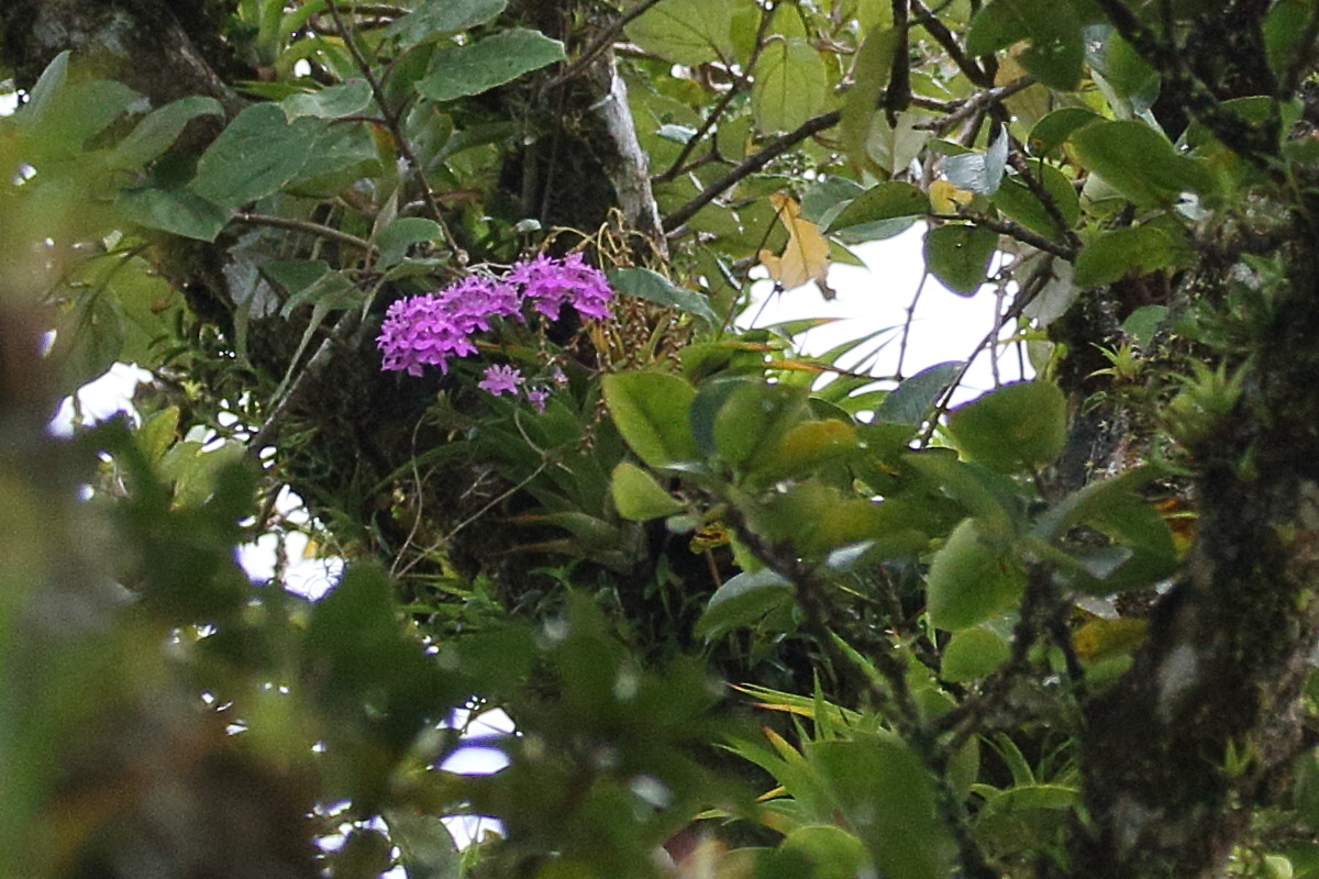 epidendrum_centropetalum5bd